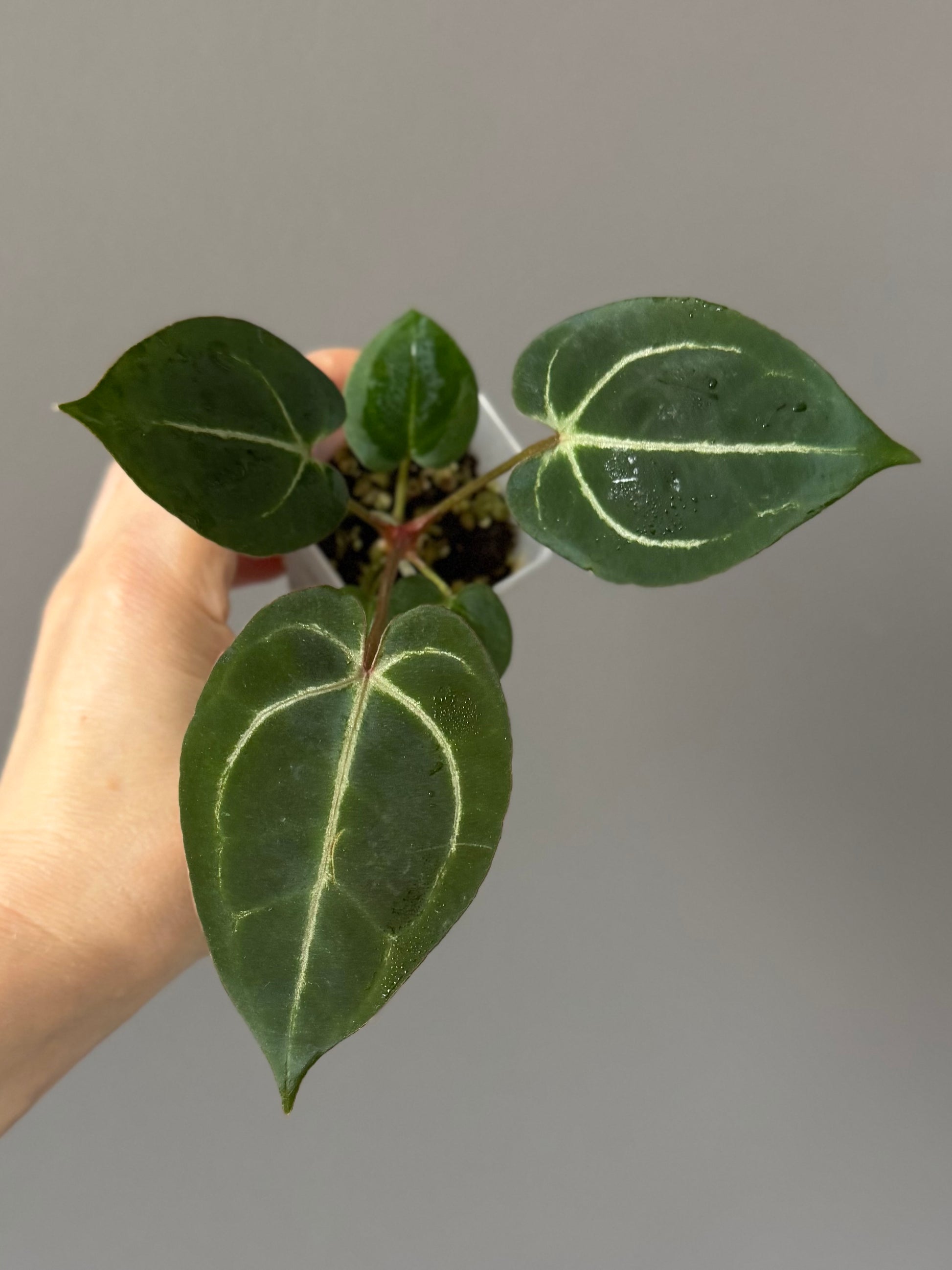 Anthurium (ZxM) x  (NSE Red Crystallinum x Carlablackiae)