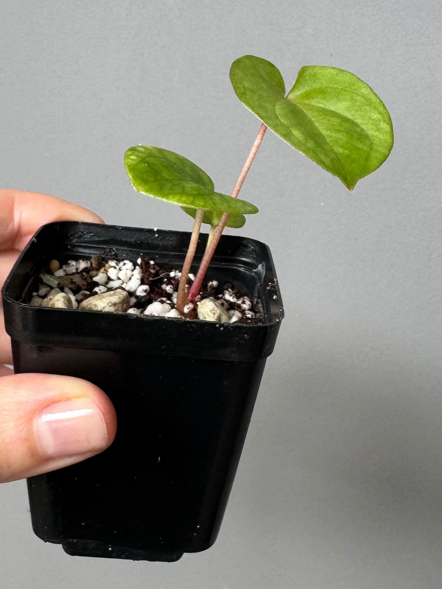 Papillilaminum T6xT7