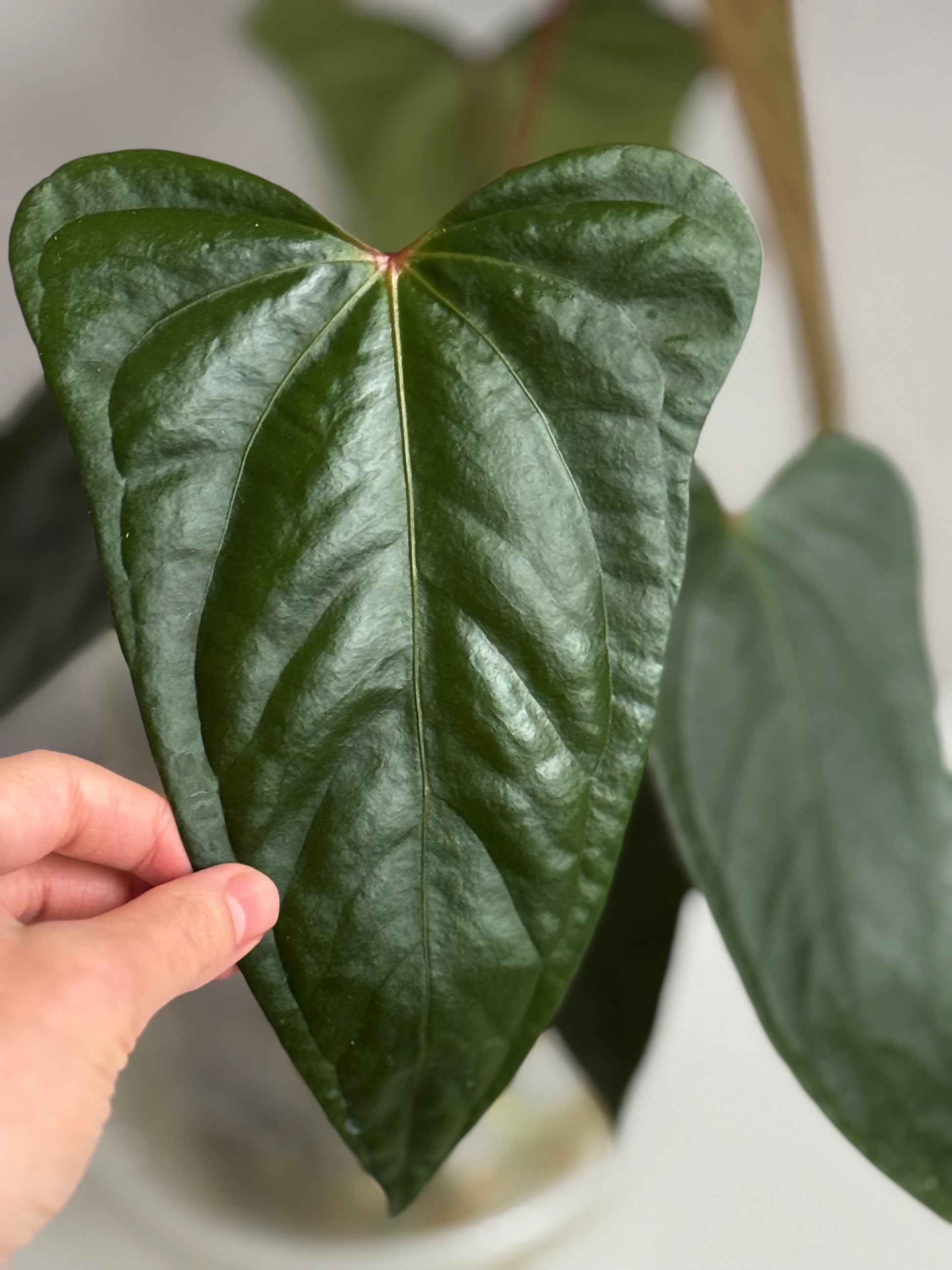 Anthurium Subsignatum x RVDP