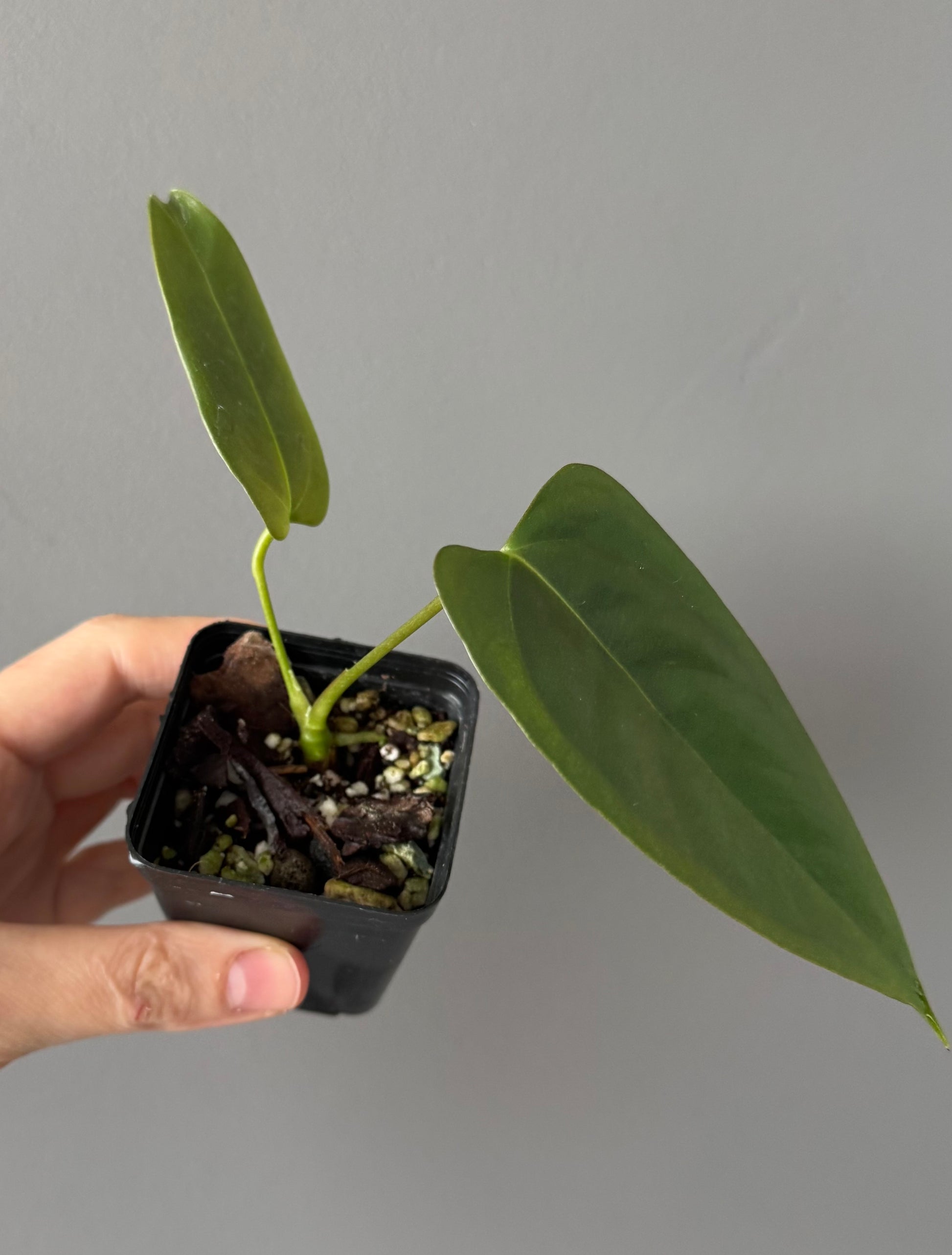 Anthurium Subsignatum x papillilaminum ‚Marie‘