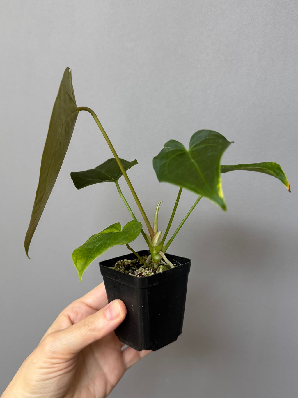 Anthurium Queen of Hearts x Besseae aff. OR forgetii (nordicplantdiary)