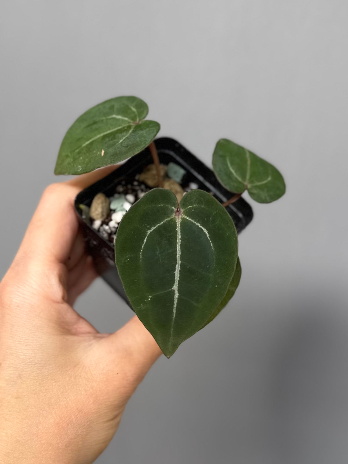 Anthurium Red Crystallinum NSE x Red Crystallinum Tezula