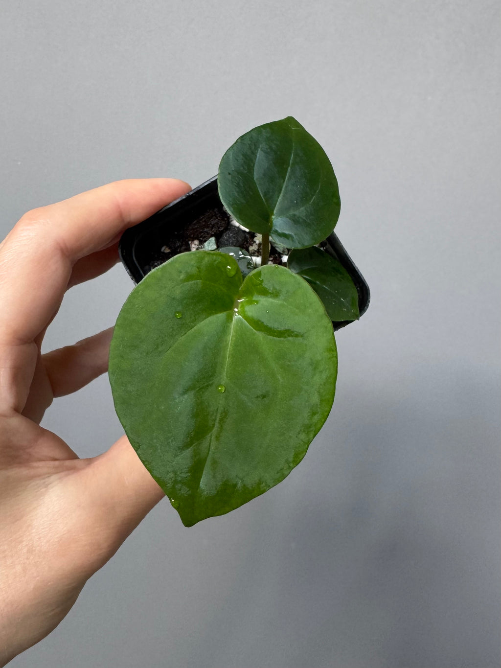Anthurium (NSE Red Crystallinum x Carla) x RVDP
