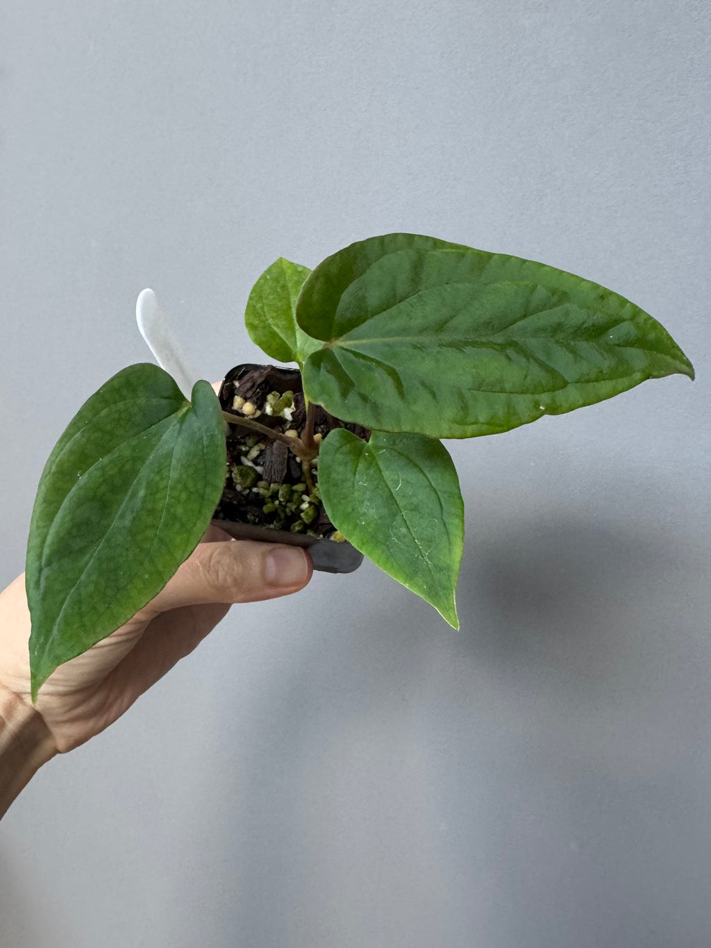 Anthurium (BVEP x Kuna) x (BVEP RxF x F) by thelonelysanctuary
