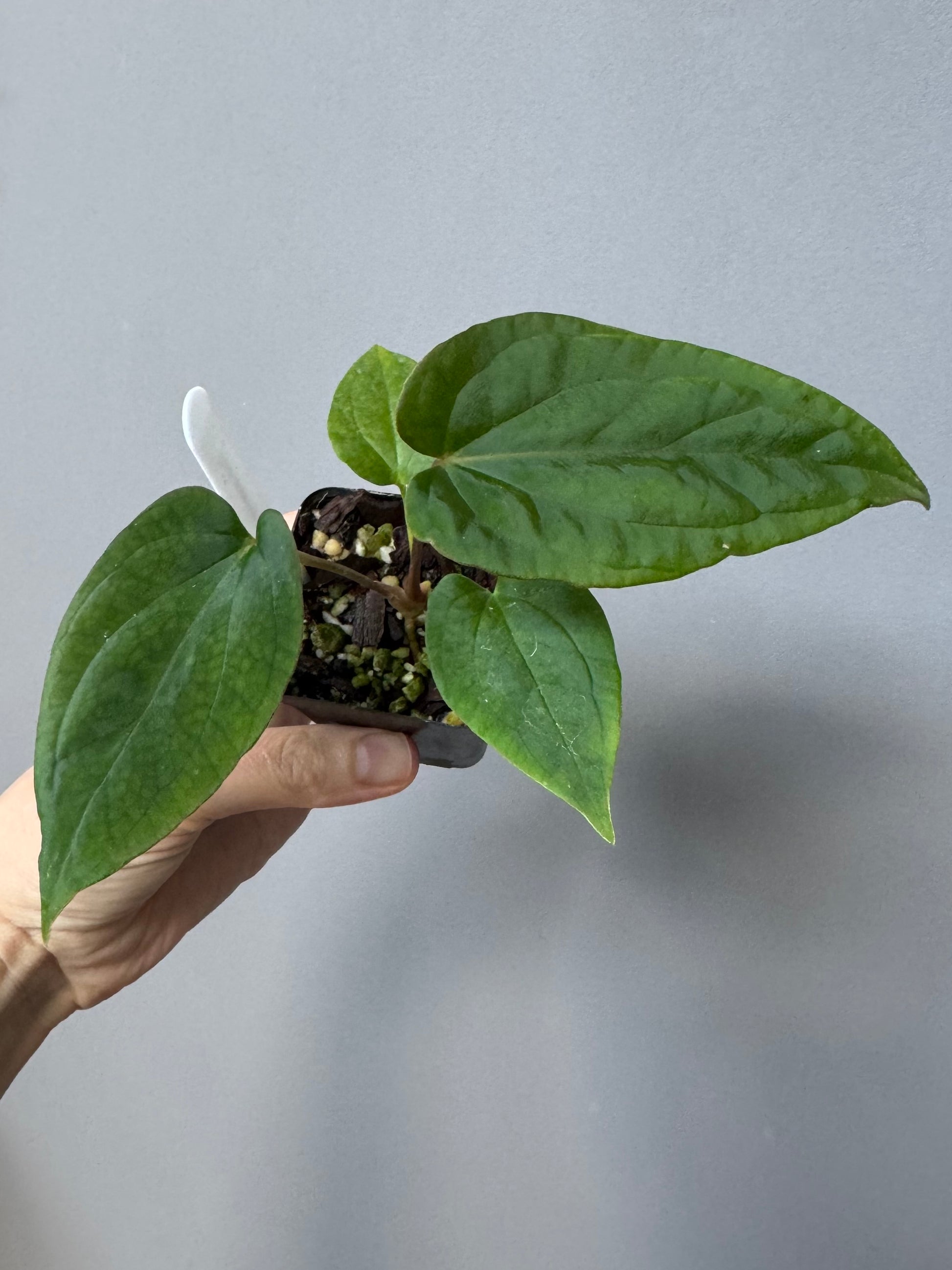 Anthurium (BVEP x Kuna) x (BVEP RxF x F) by thelonelysanctuary