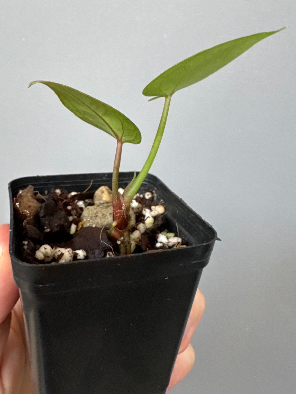 Anthurium SKG Silver x Carlablackiae Wu2 (by miss_aracea)