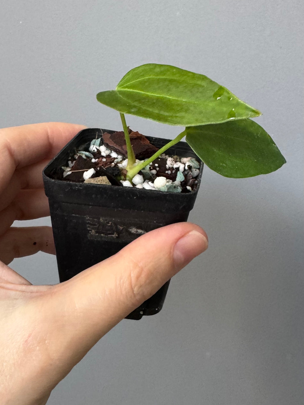 Anthurium (Queen of Hearts x besseae aff OR forgetii) x NSE CarlaX