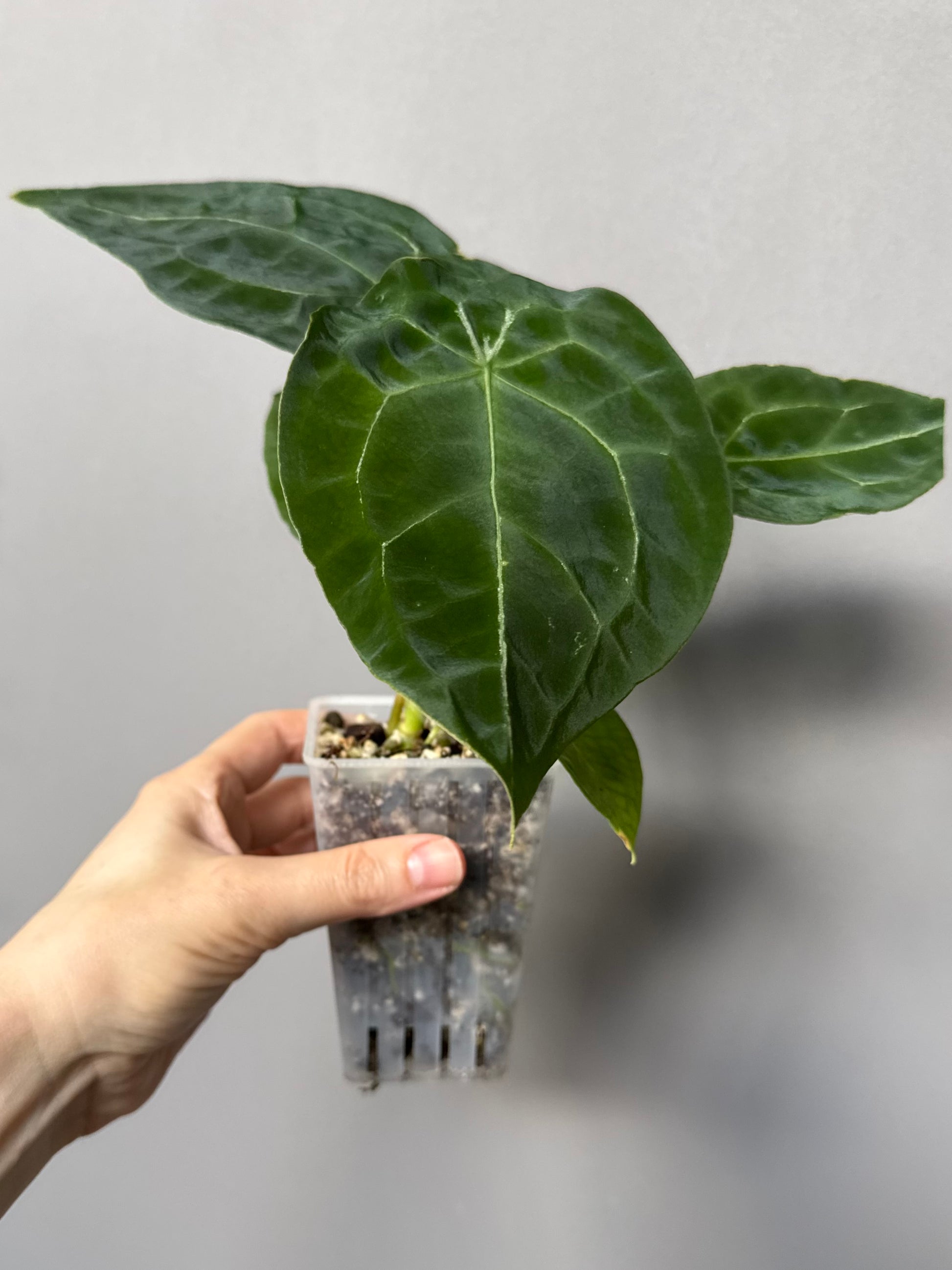 Anthurium forgetii (White Stripes x Dark Form)