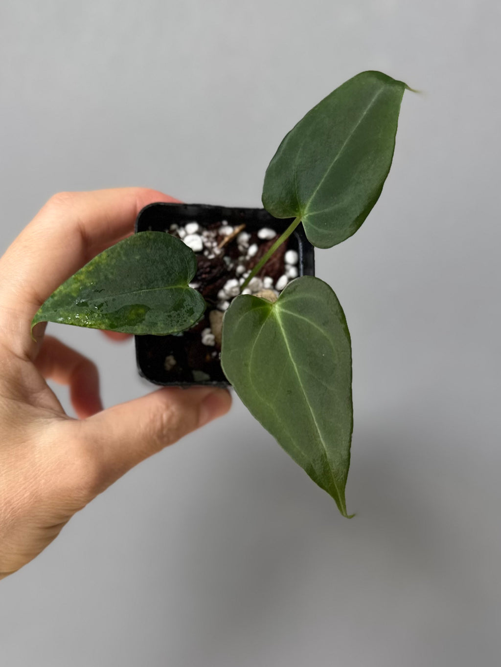 Anthurium (MagCrystalxNoID) x Delta Force
