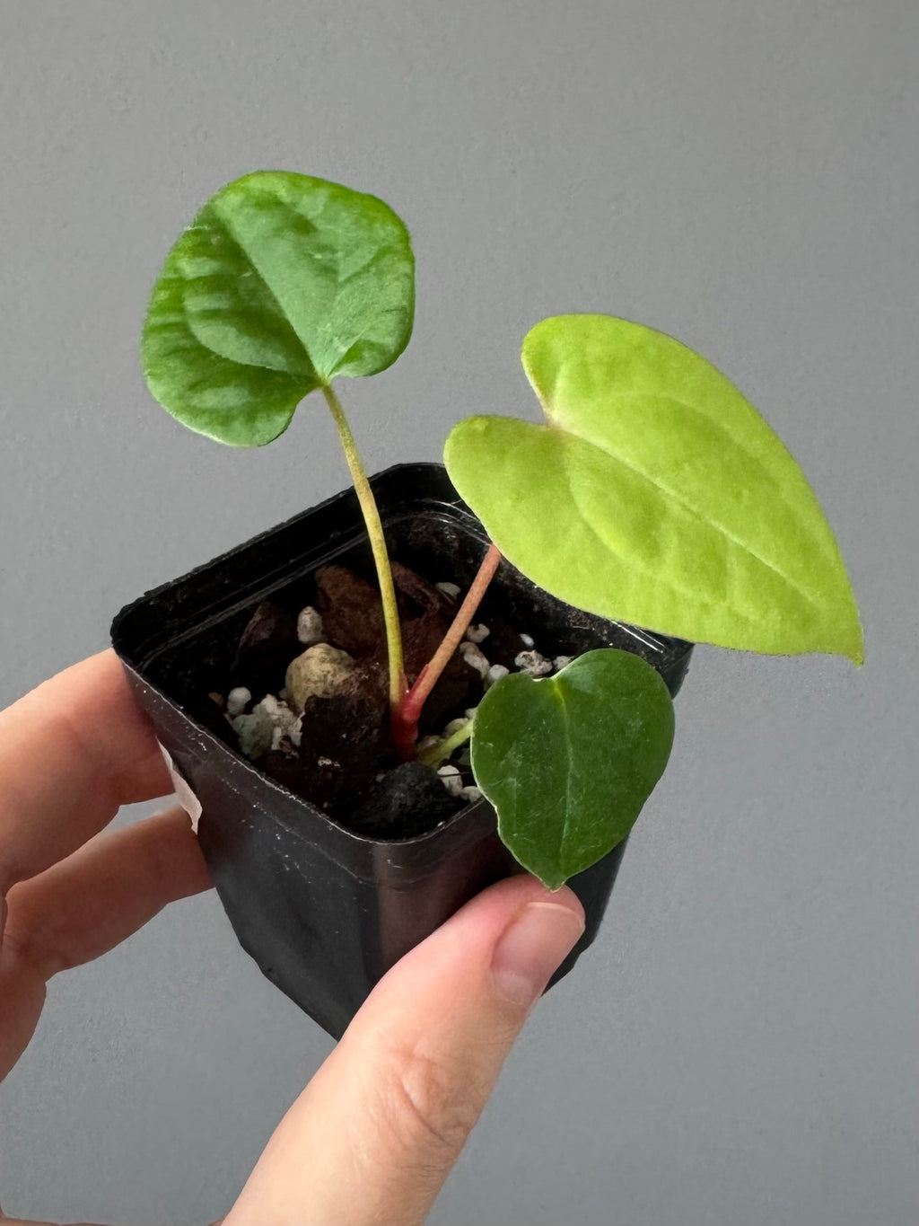 Anthurium Papillilaminum x FSxRVDP