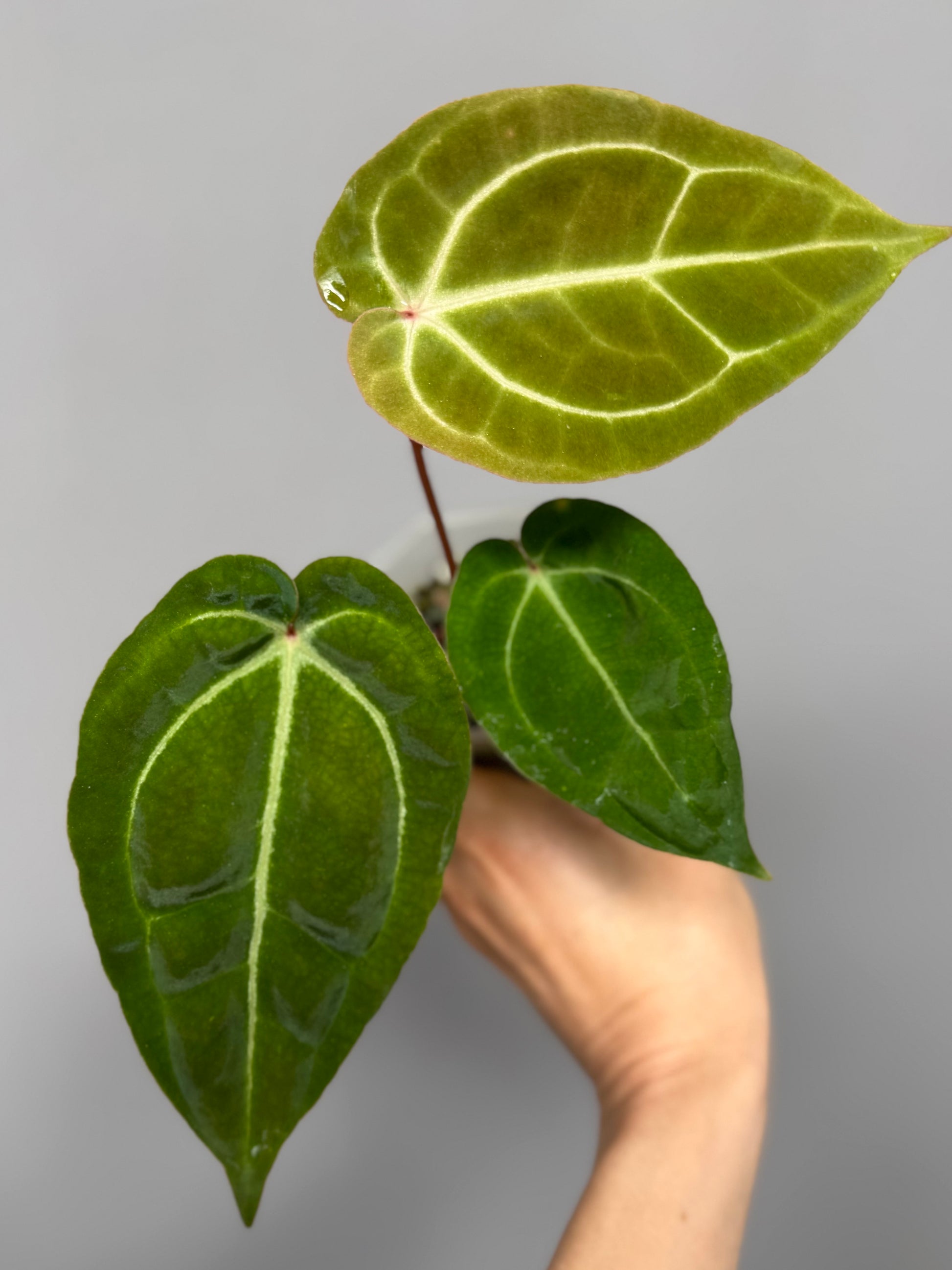 Anthurium Besseae aff. x M - Plant B