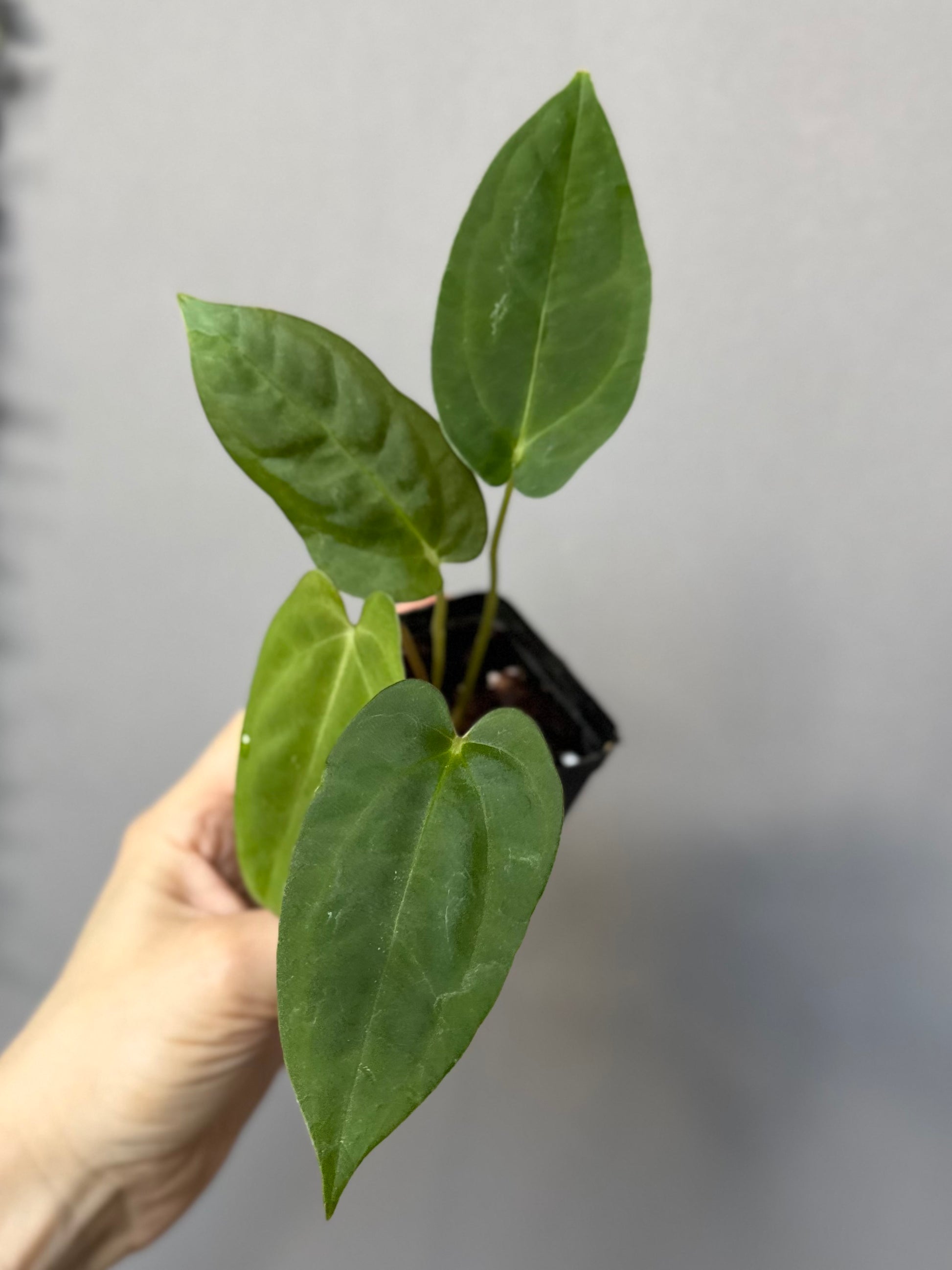 Papillilaminum K1xT5 #3