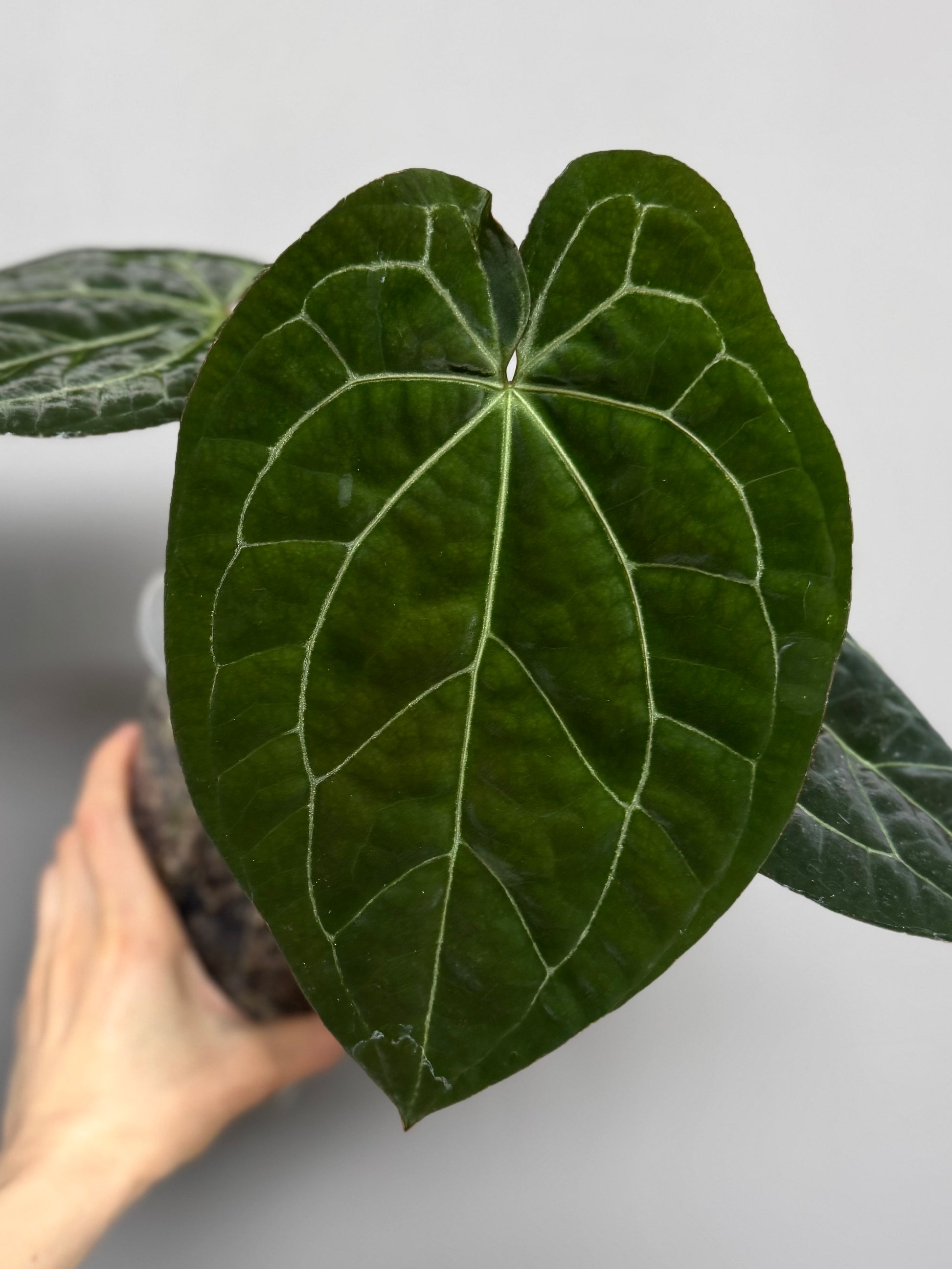 Anthurium ZxM X RVDP cutting