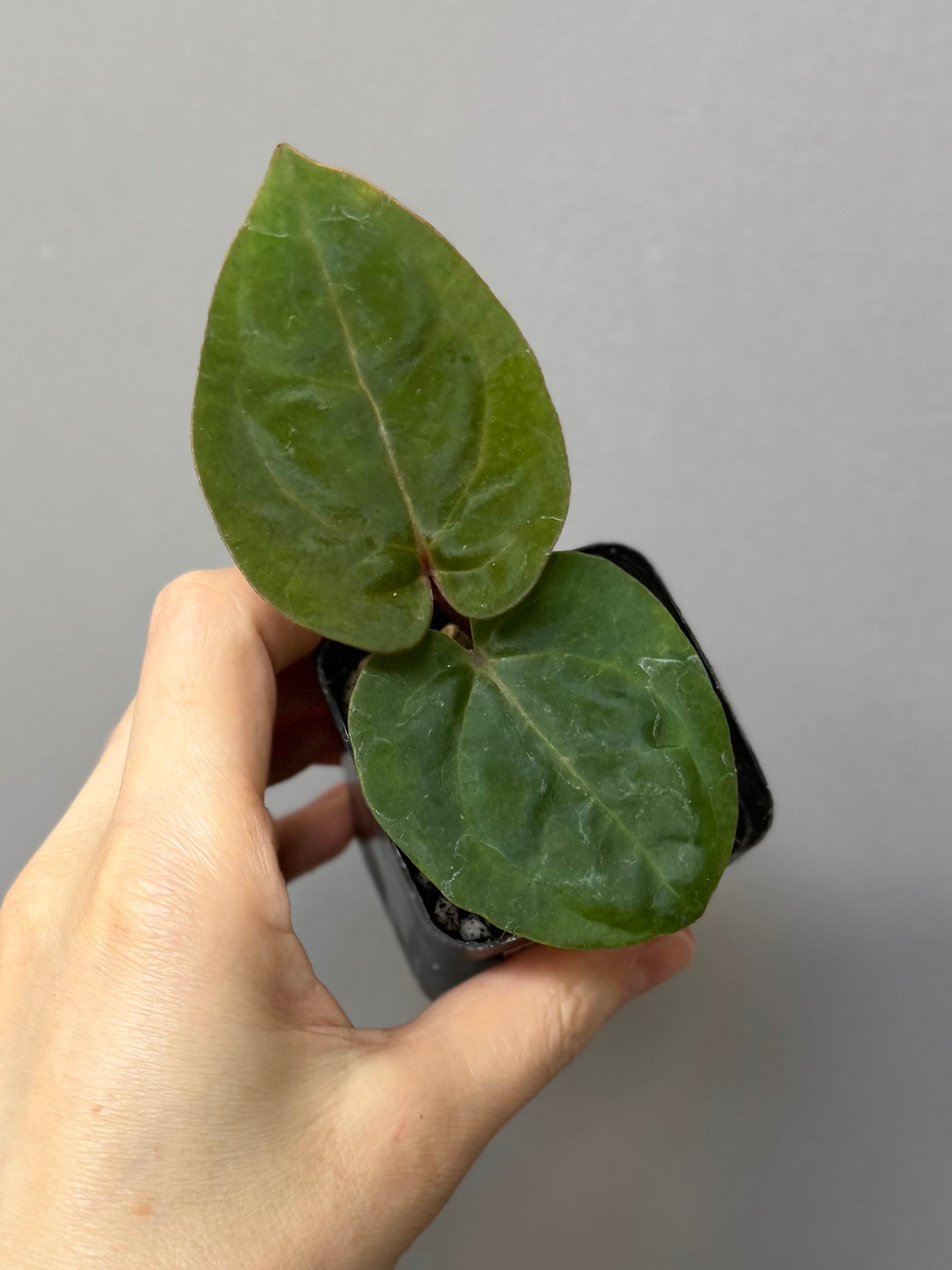 Anthurium ‚Bloodmoon‘ Klon