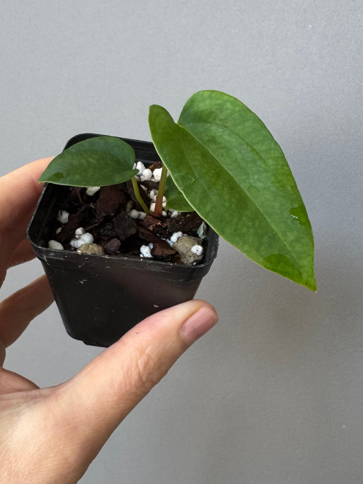Anthurium (RLFSxCarla x RVDP) x  FSRL