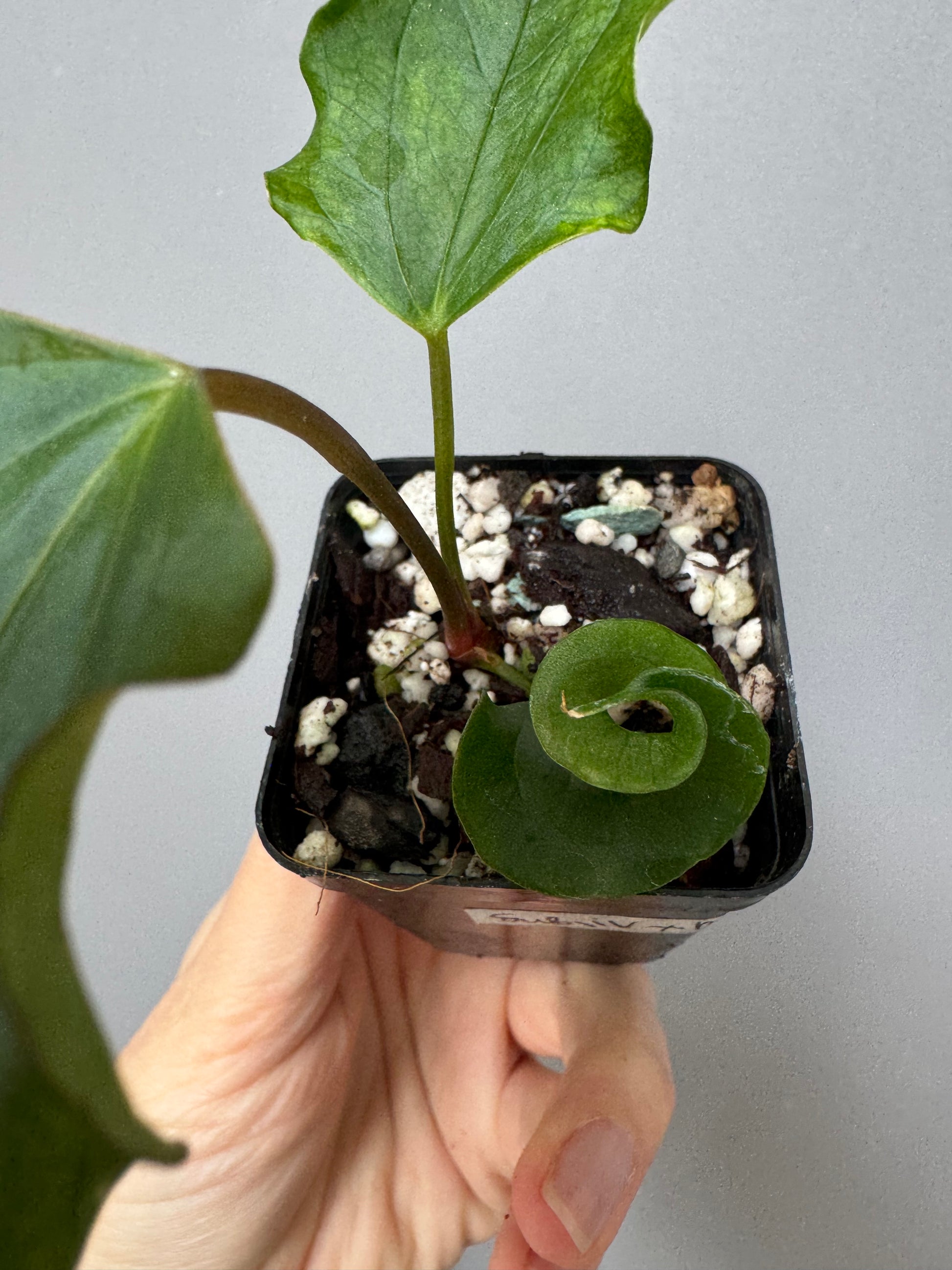 Anthurium Subsignatum Velvet x Ralph Lynam clone (#1) (by mathiuxaroid)