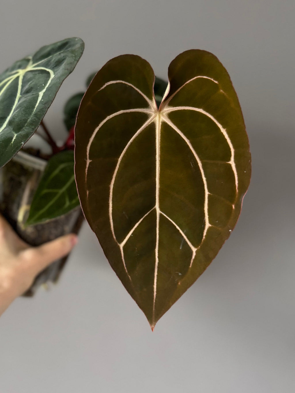 Anthurium carlablackiae RA10 x BUZ1