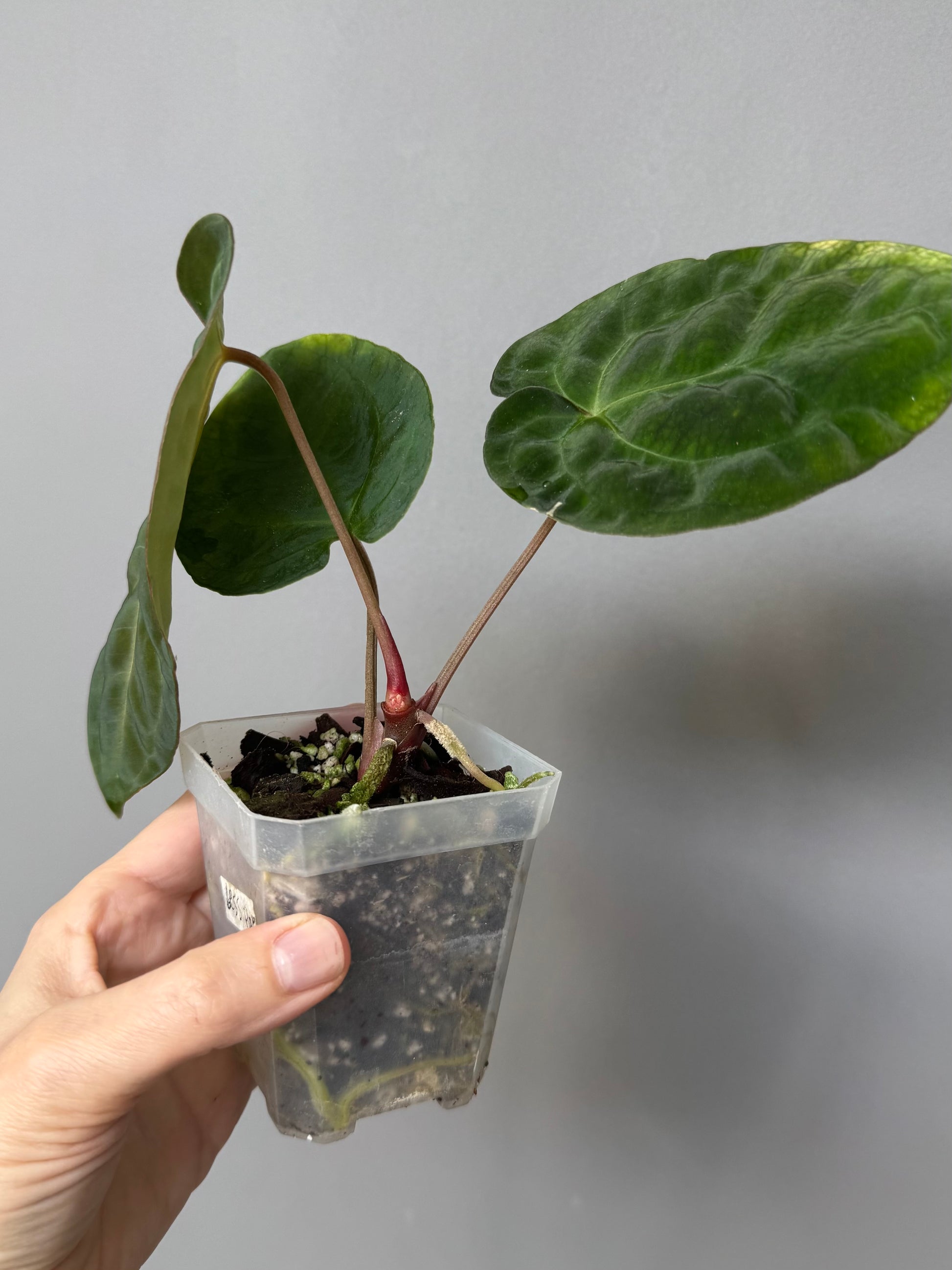 Anthurium Besseae aff. x Papillilaminum