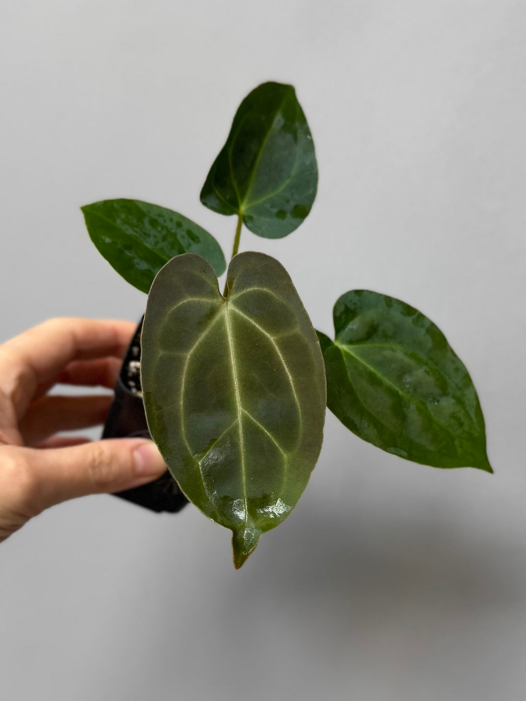 Anthurium (AOS x forgetii) x (NSE Red Crystallinum x Carlablackiae)