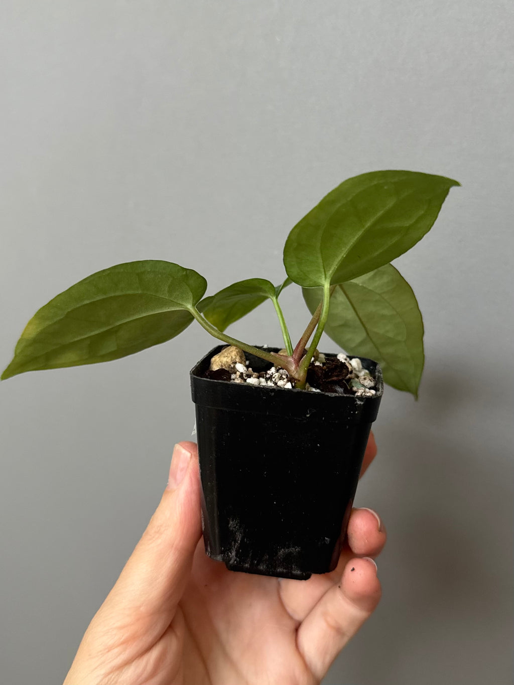 Anthurium (AOS x forgetii) x (NSE Red Crystallinum x Carlablackiae)