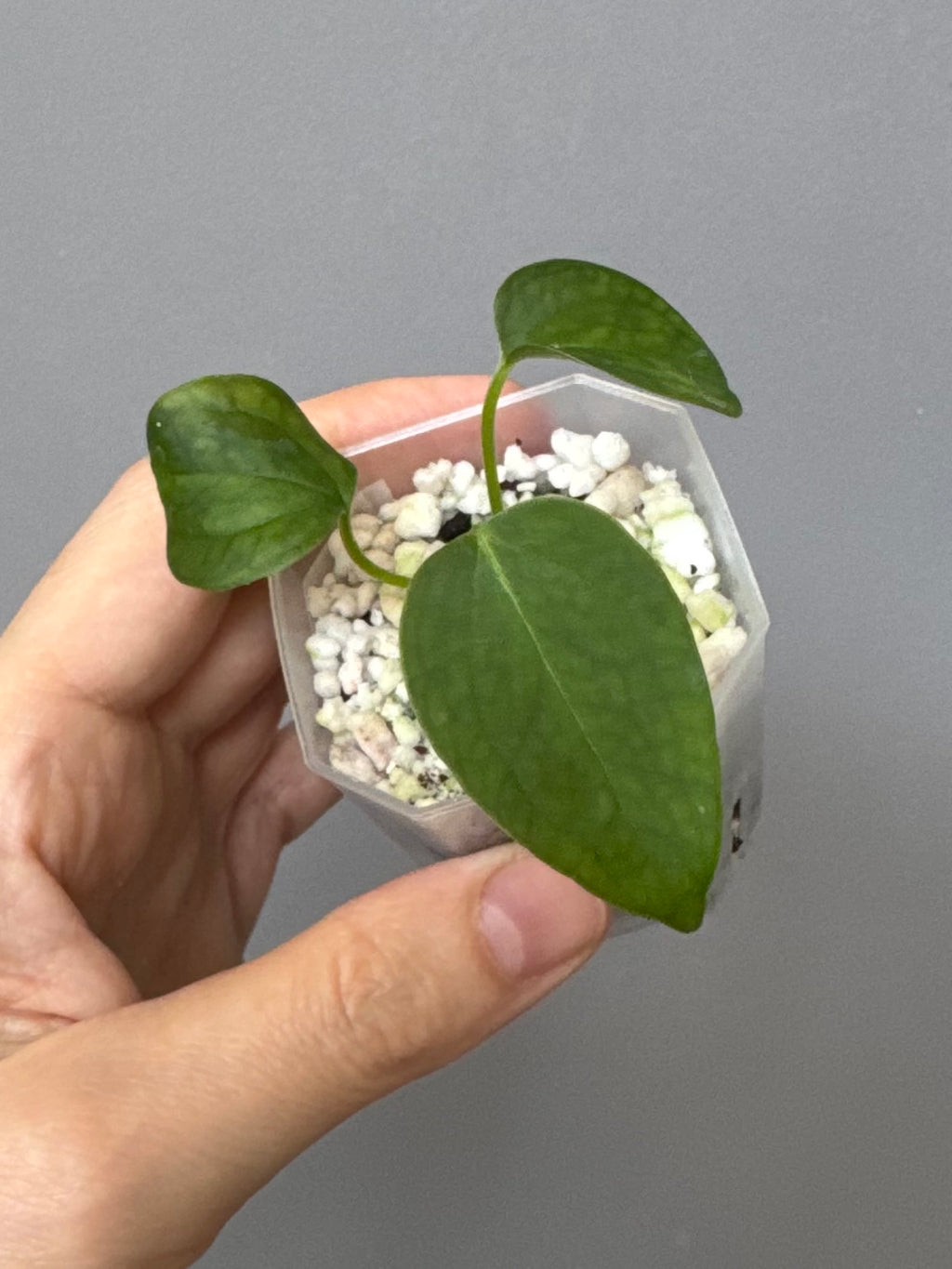 Anthurium (Queen of Hearts x besseae aff OR forgetii) x NSE CarlaX