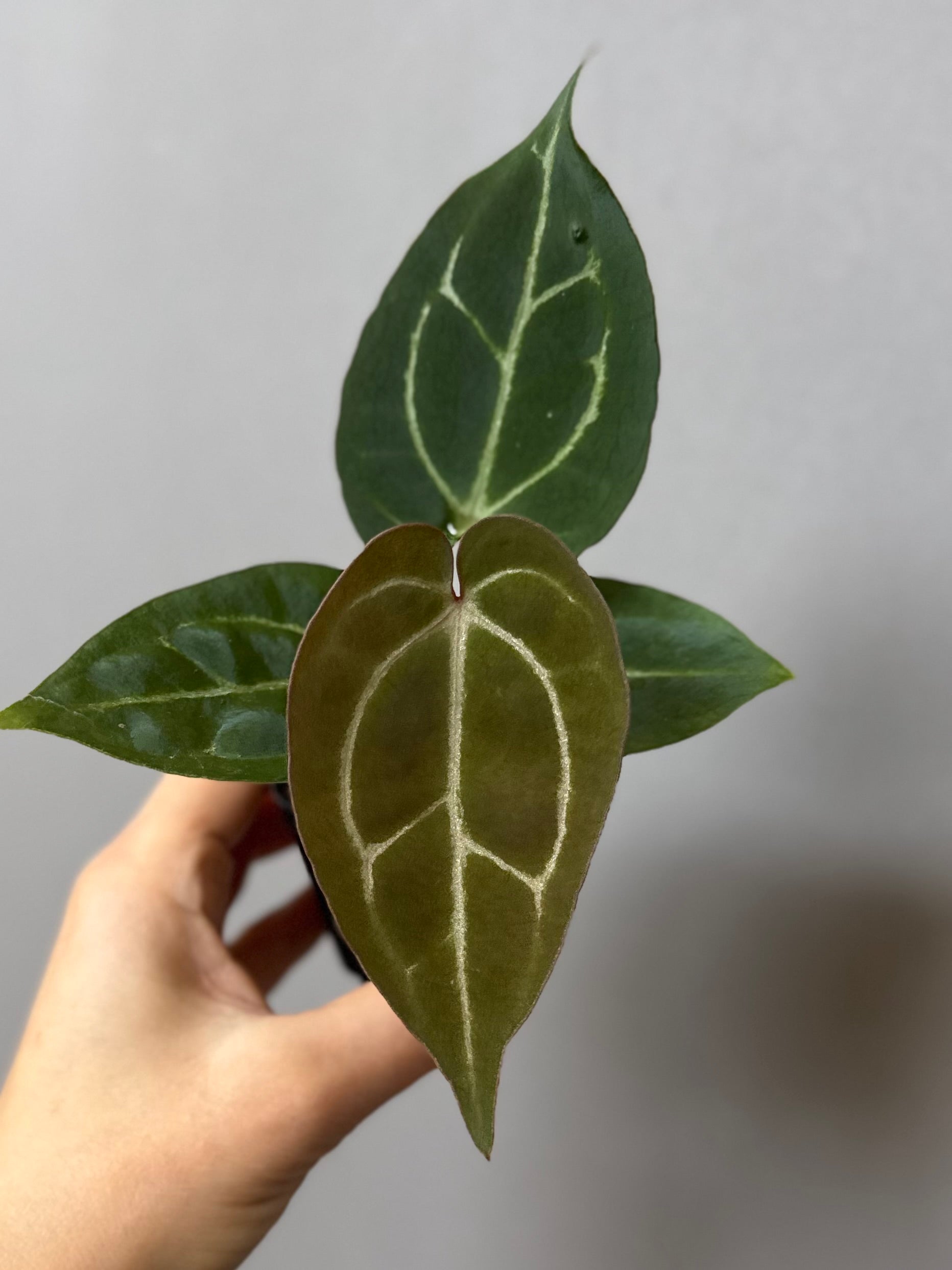 Anthurium crystallinum x (NSE Red Crystallinum x Carlablackiae)