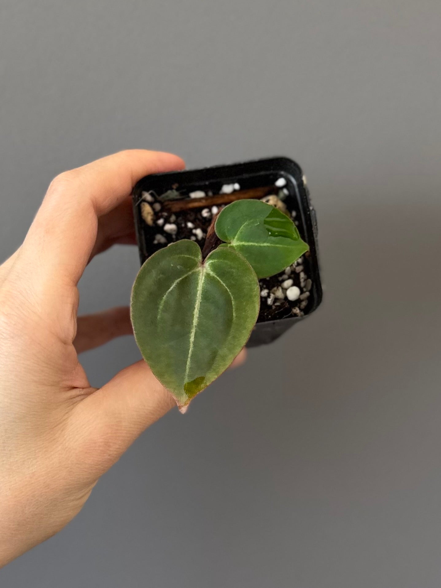 Anthurium Besseae aff. x Michelle
