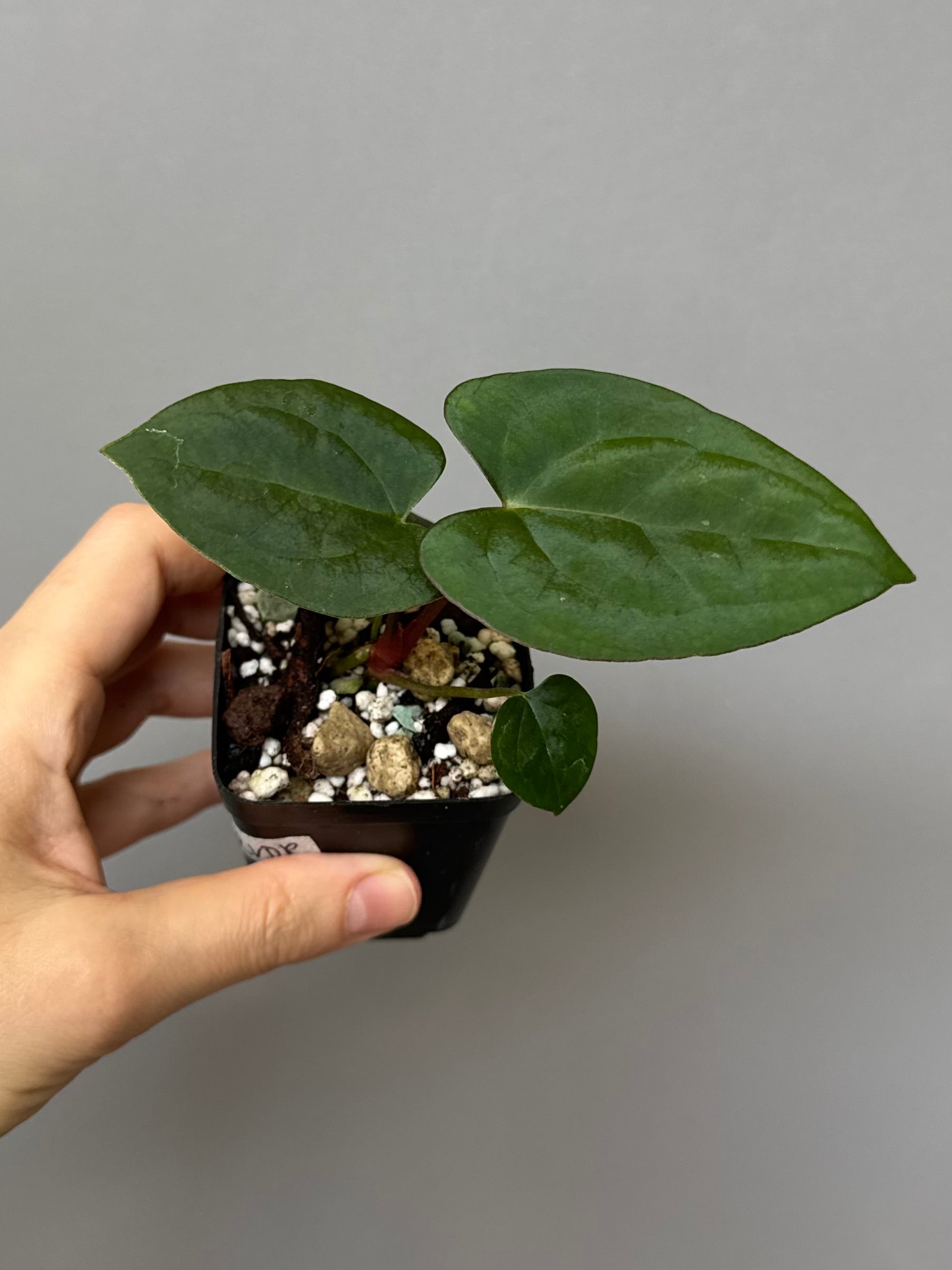 Anthurium (AOS x Carla) x RVDP