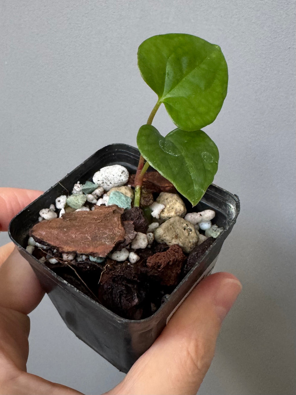 Anthurium papillilaminum Fort Sherman x RVDP (FSxRVDP)