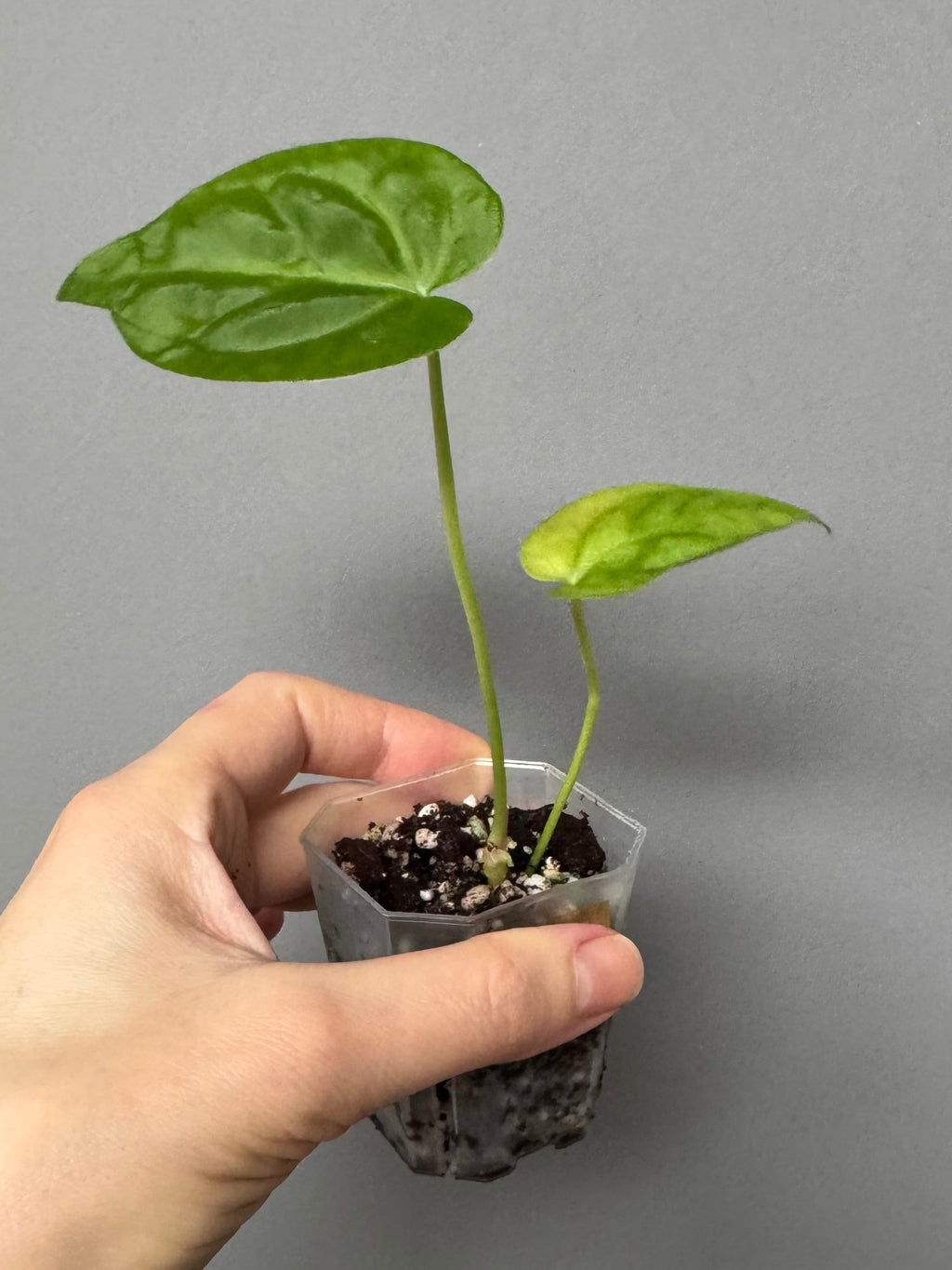 Anthurium besseae true form