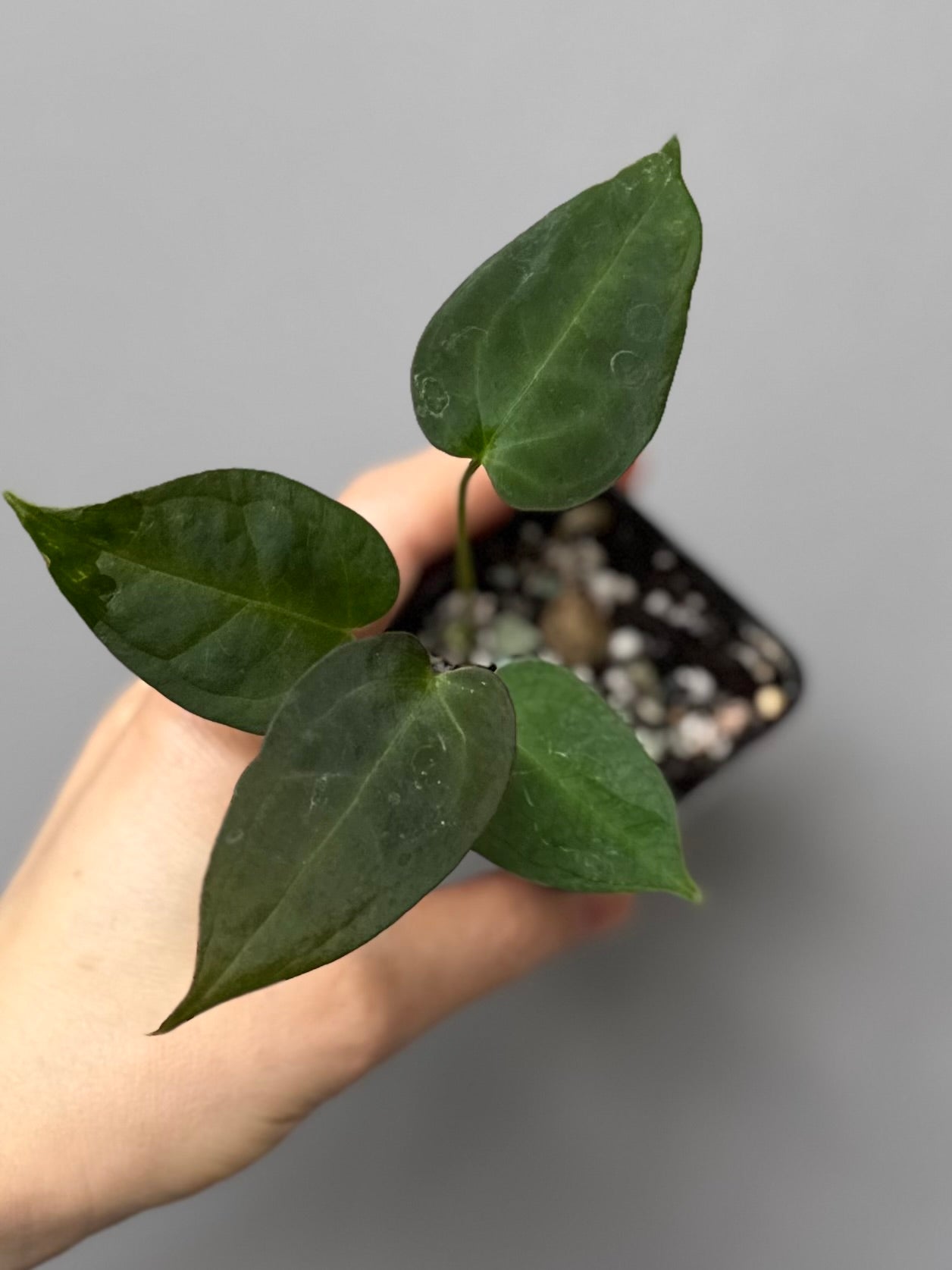 Anthurium (MagCrystal x NoID) x Papillilaminum