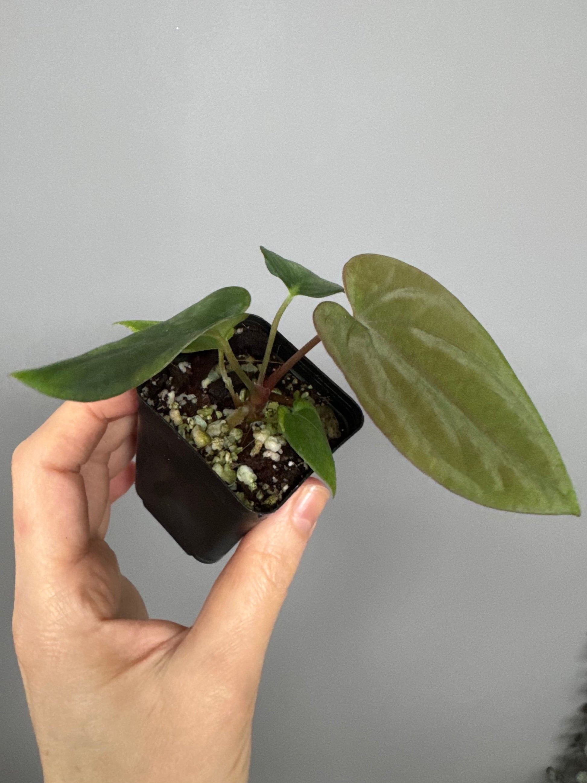 Anthurium Antolakii/ BVEP (Round x Felix) X Felix (Justin Jones / createdinagarden)