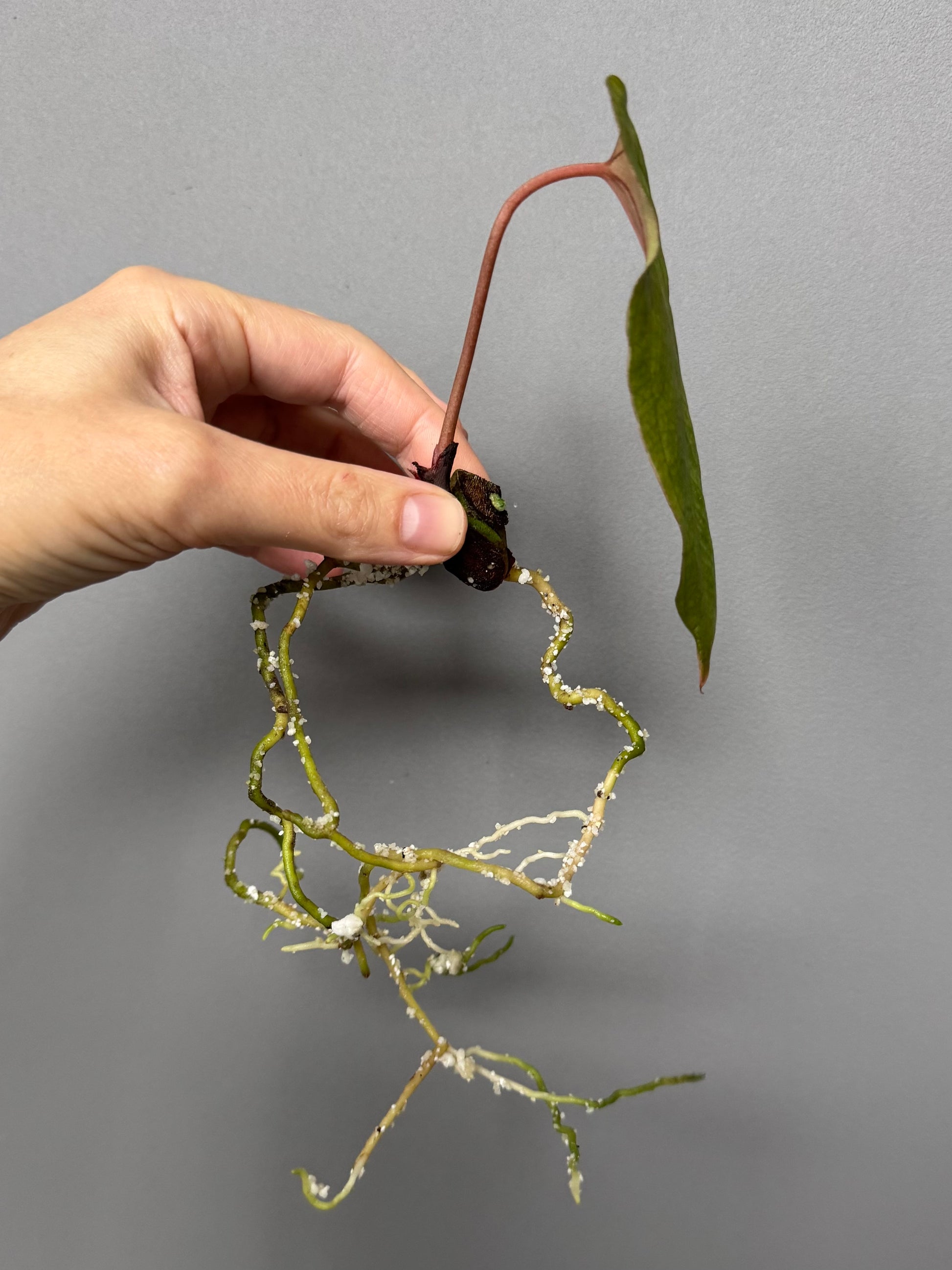 Anthurium Papillilaminum 'Daniel' clone (no xself)