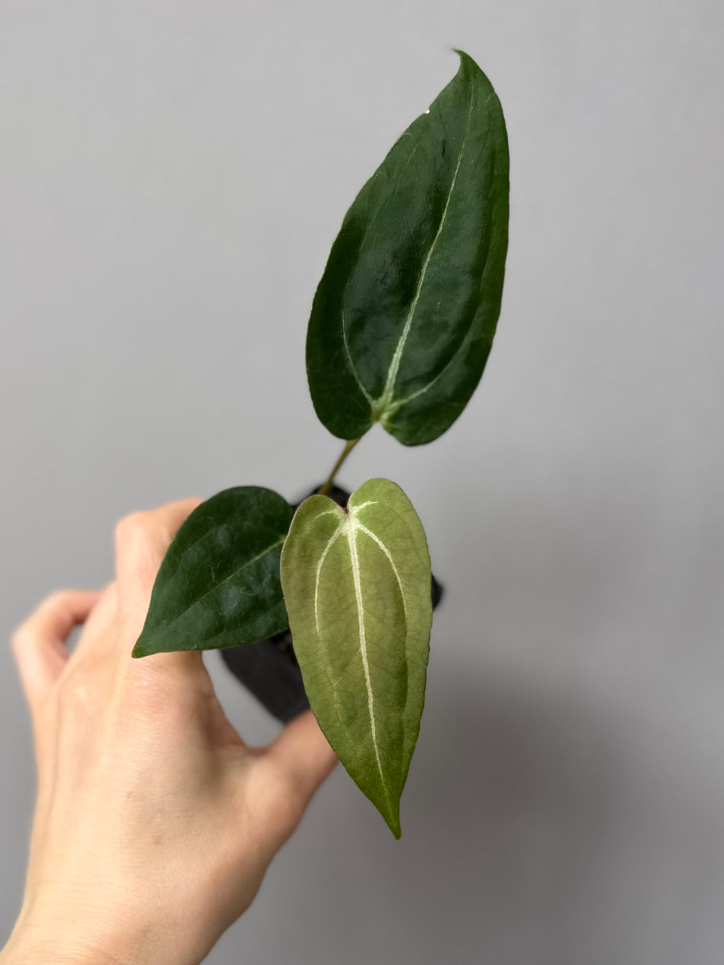 Anthurium (PapillilaminumX x (KOS x Silver Blush)) X (NSE Red Crystallinum x carlablackiae)