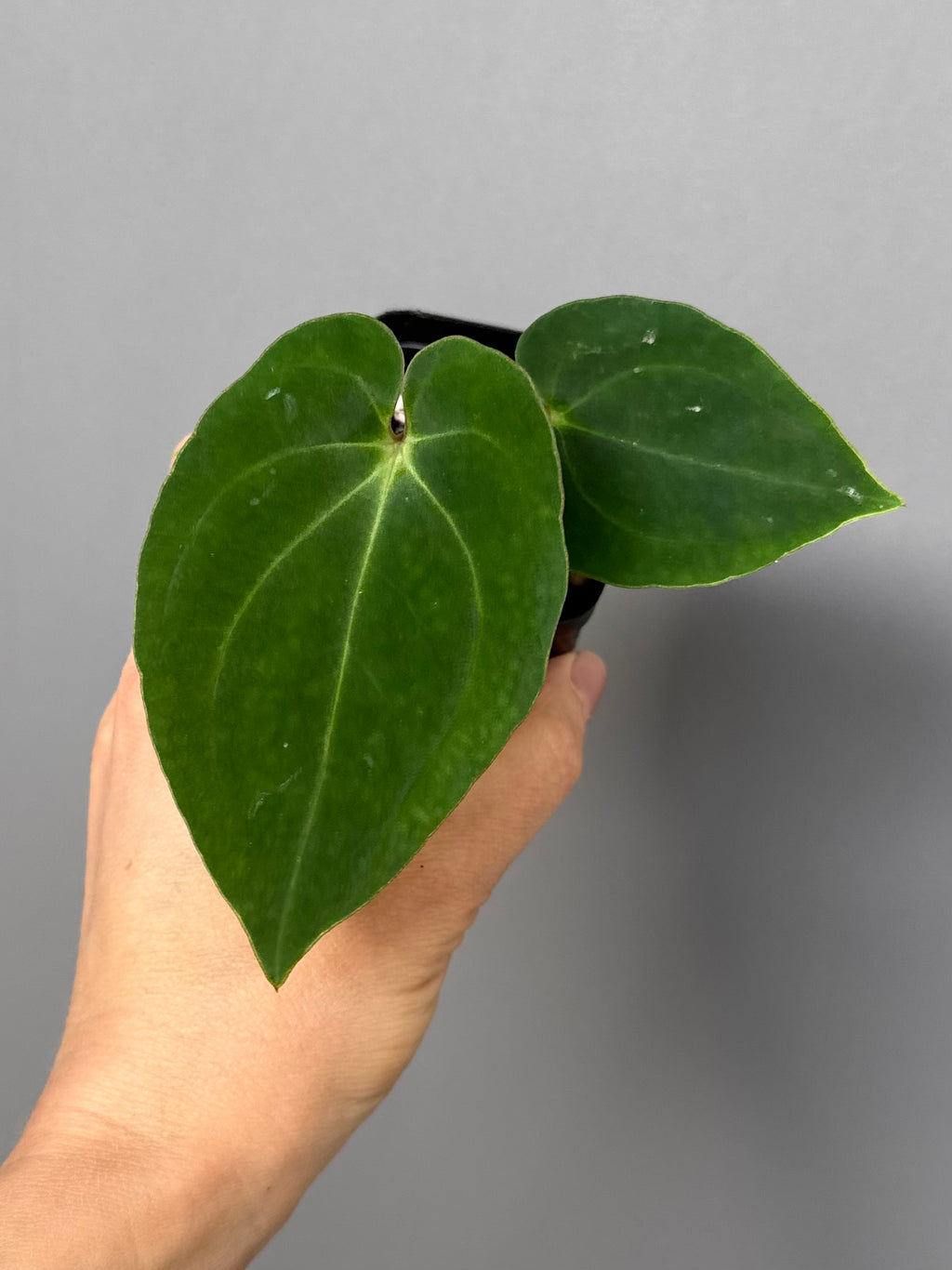 Anthurium Black Besseae aff. x BVEP (Chahrazade)