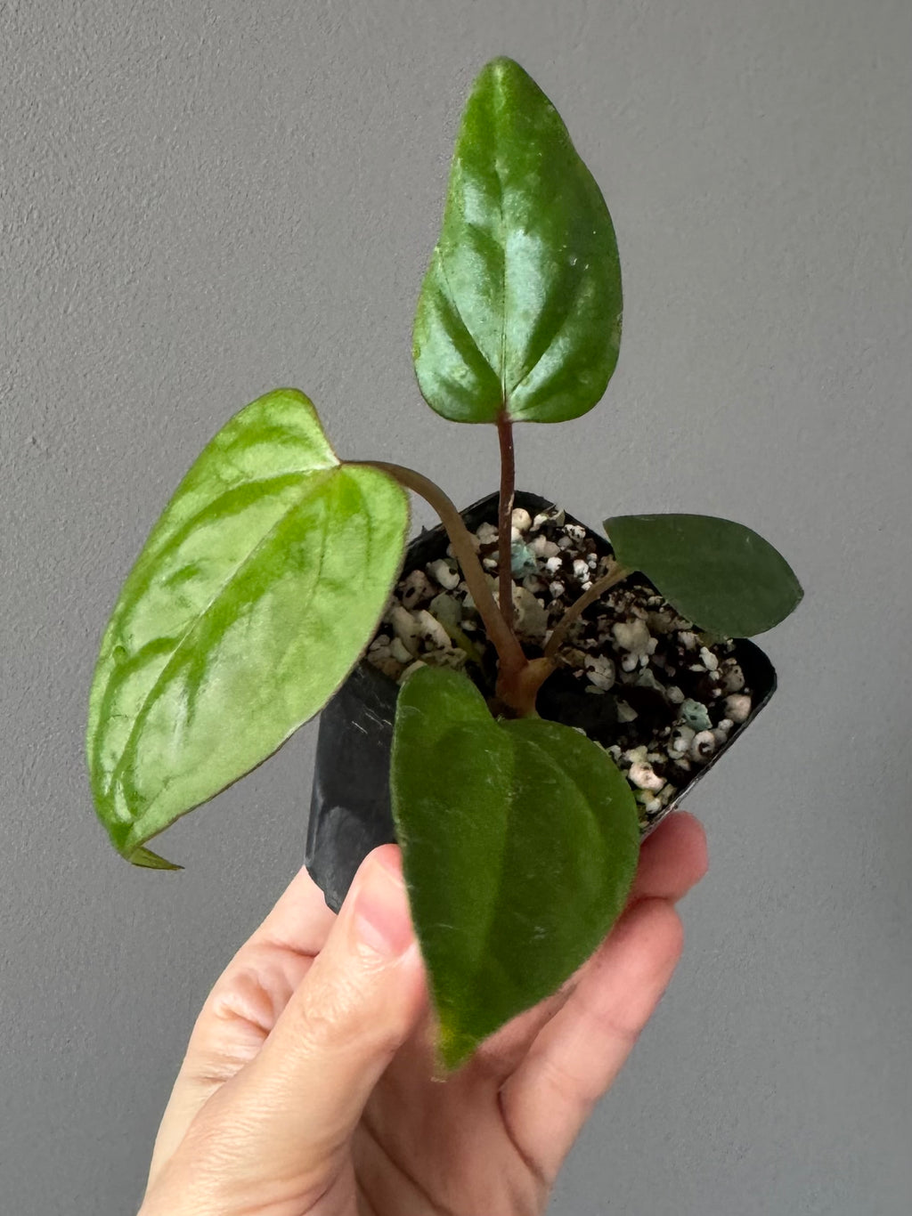 Anthurium Subsignatum x RVDP