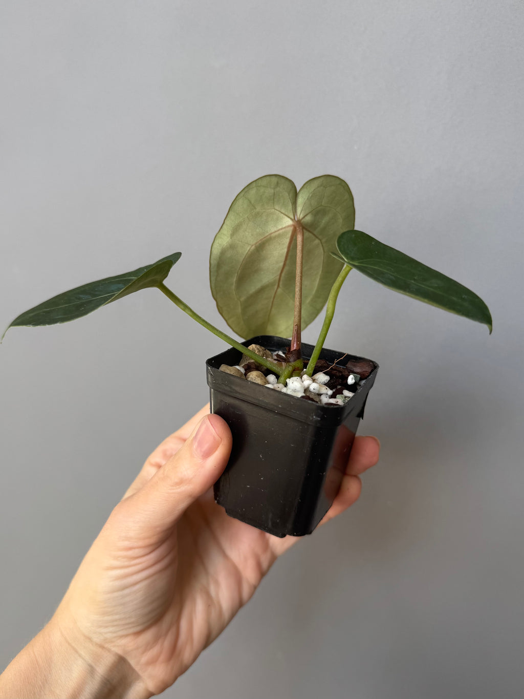 Anthurium (AOS x forgetii) x (NSE Red Crystallinum x Carlablackiae)