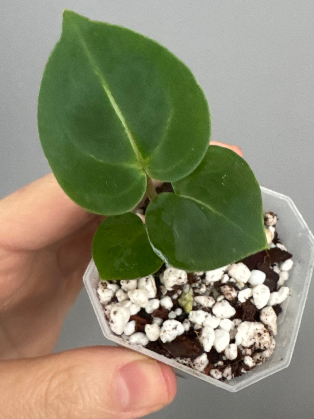 Anthurium (ZxM) x  (NSE Red Crystallinum x Carlablackiae)