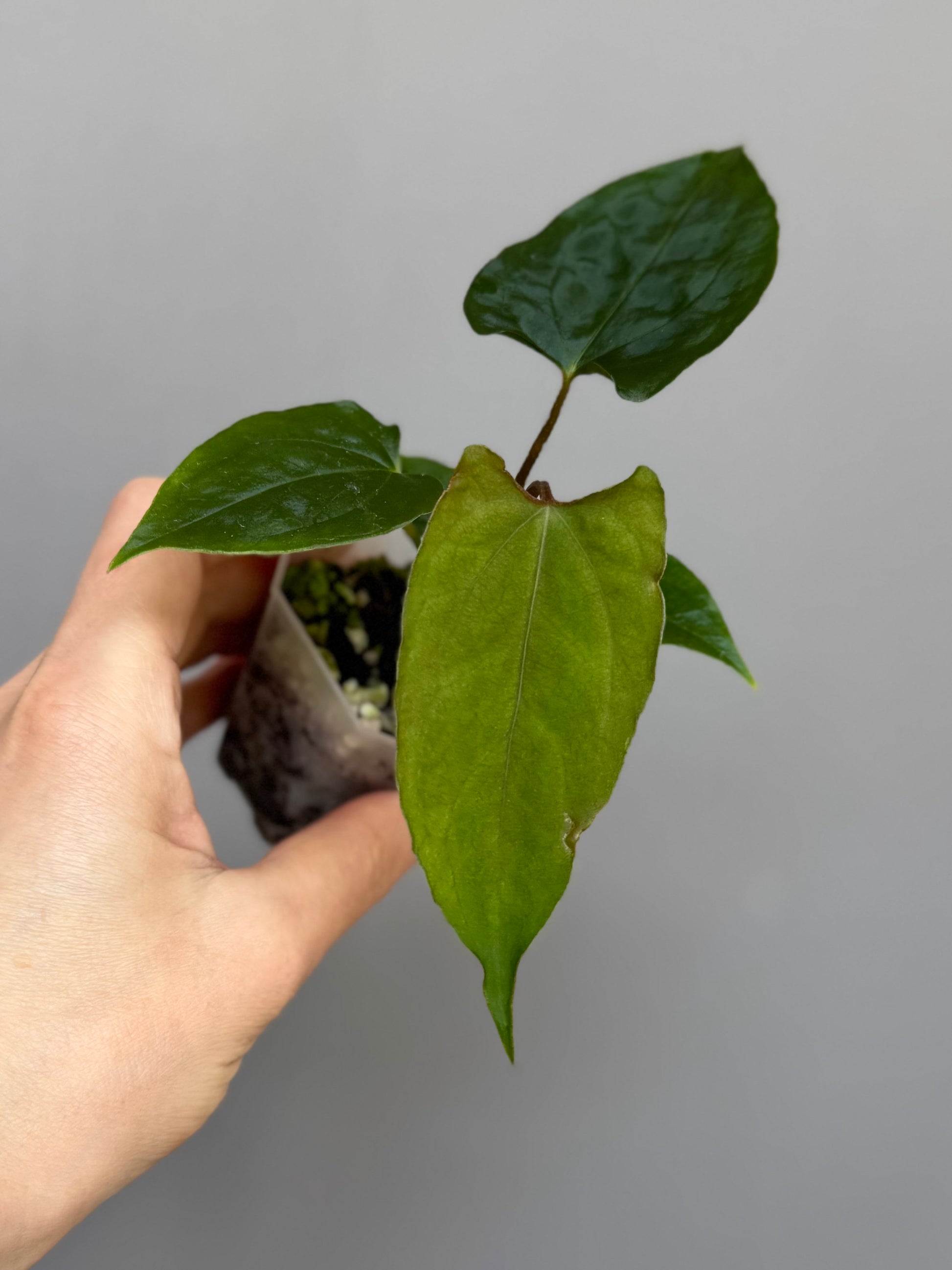 Anthurium papillilaminum Ralph Lynam xself (Dwane/nodeboi)