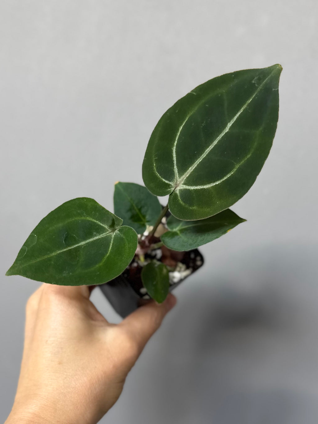 Anthurium (ZxM) x (NSE Red Crystallinum x Carlablackiae)