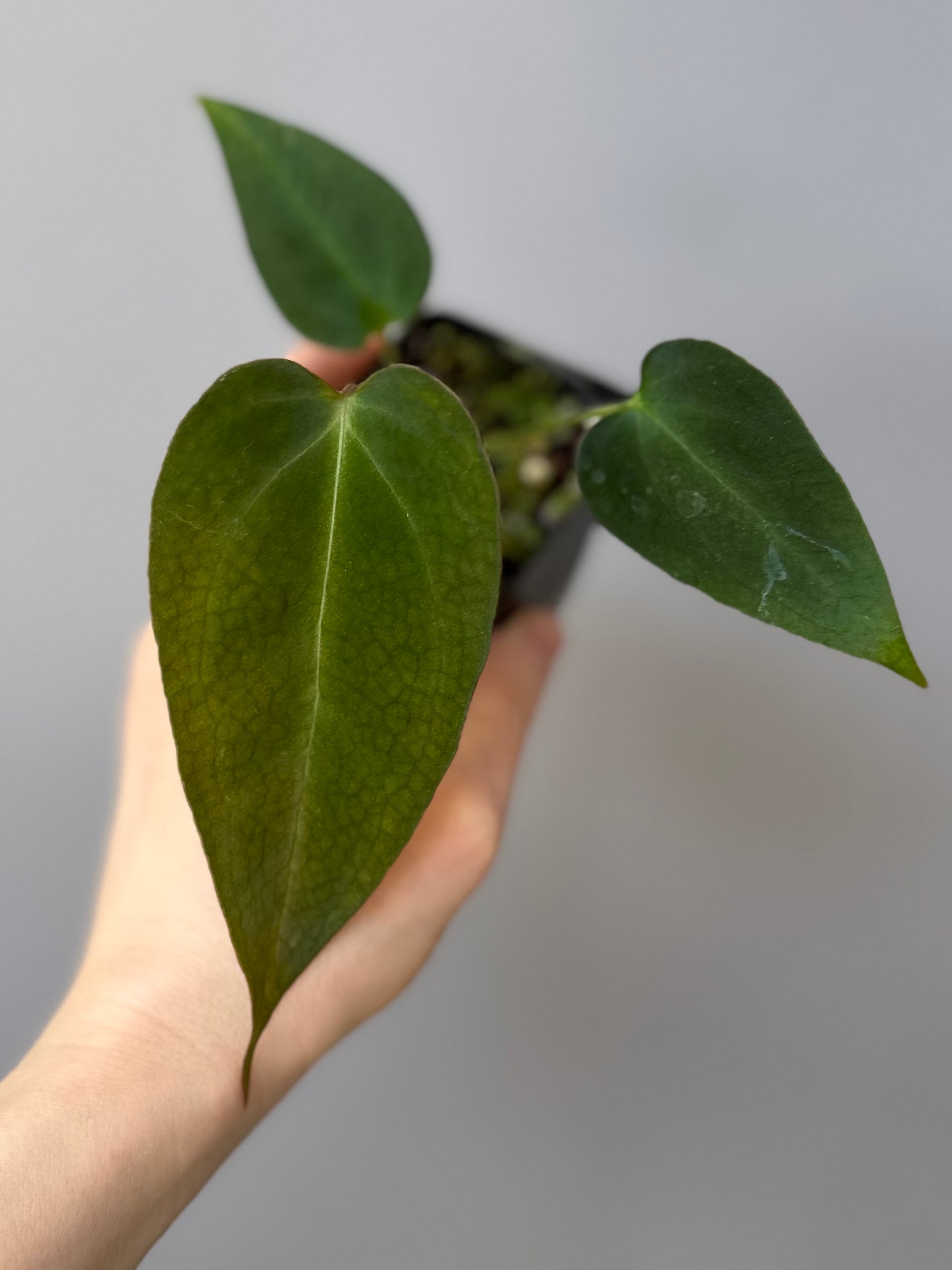 Anthurium (MagCrystal x NoID) x Papillilaminum