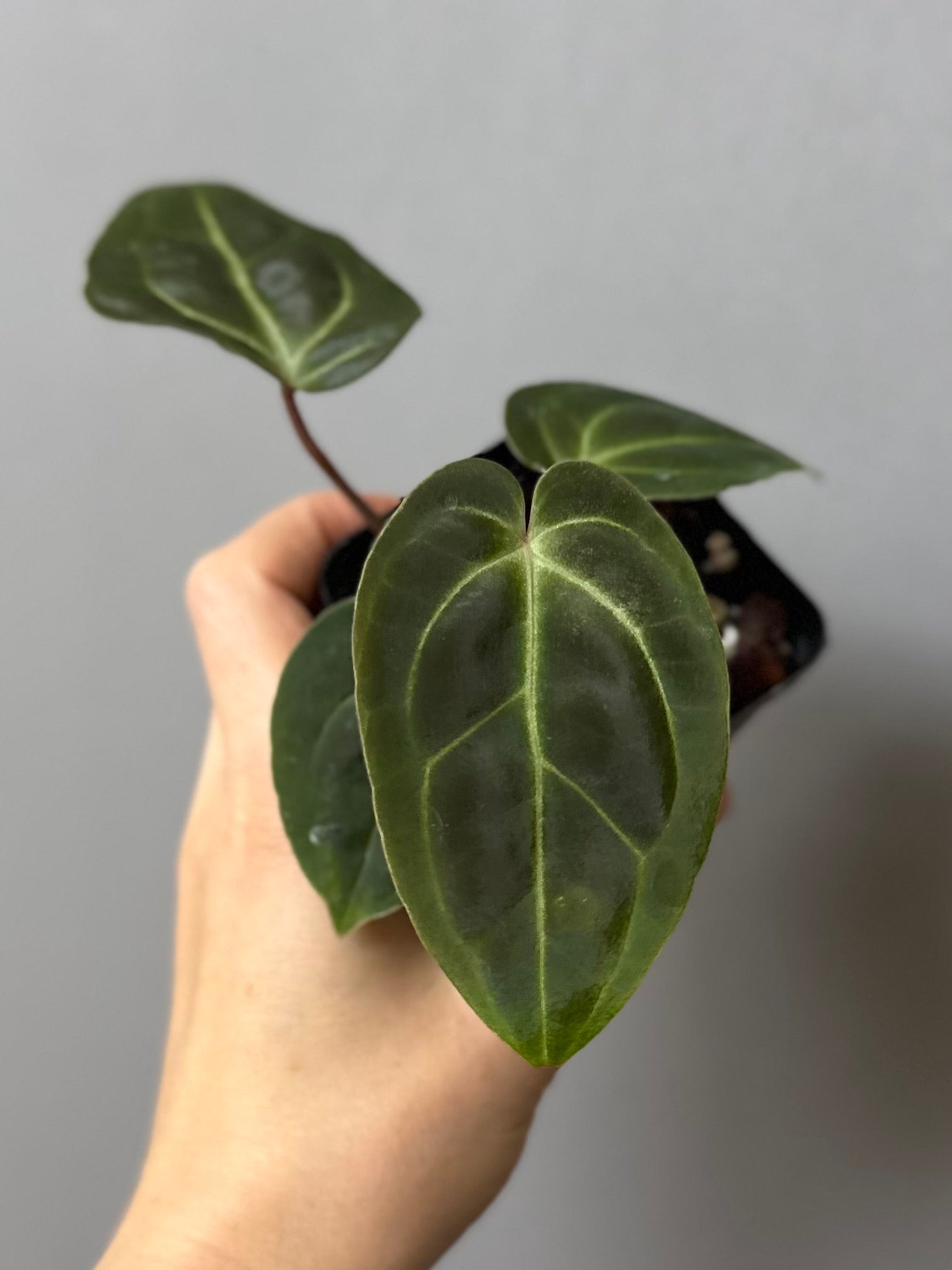 Anthurium Besseae aff. (#1)