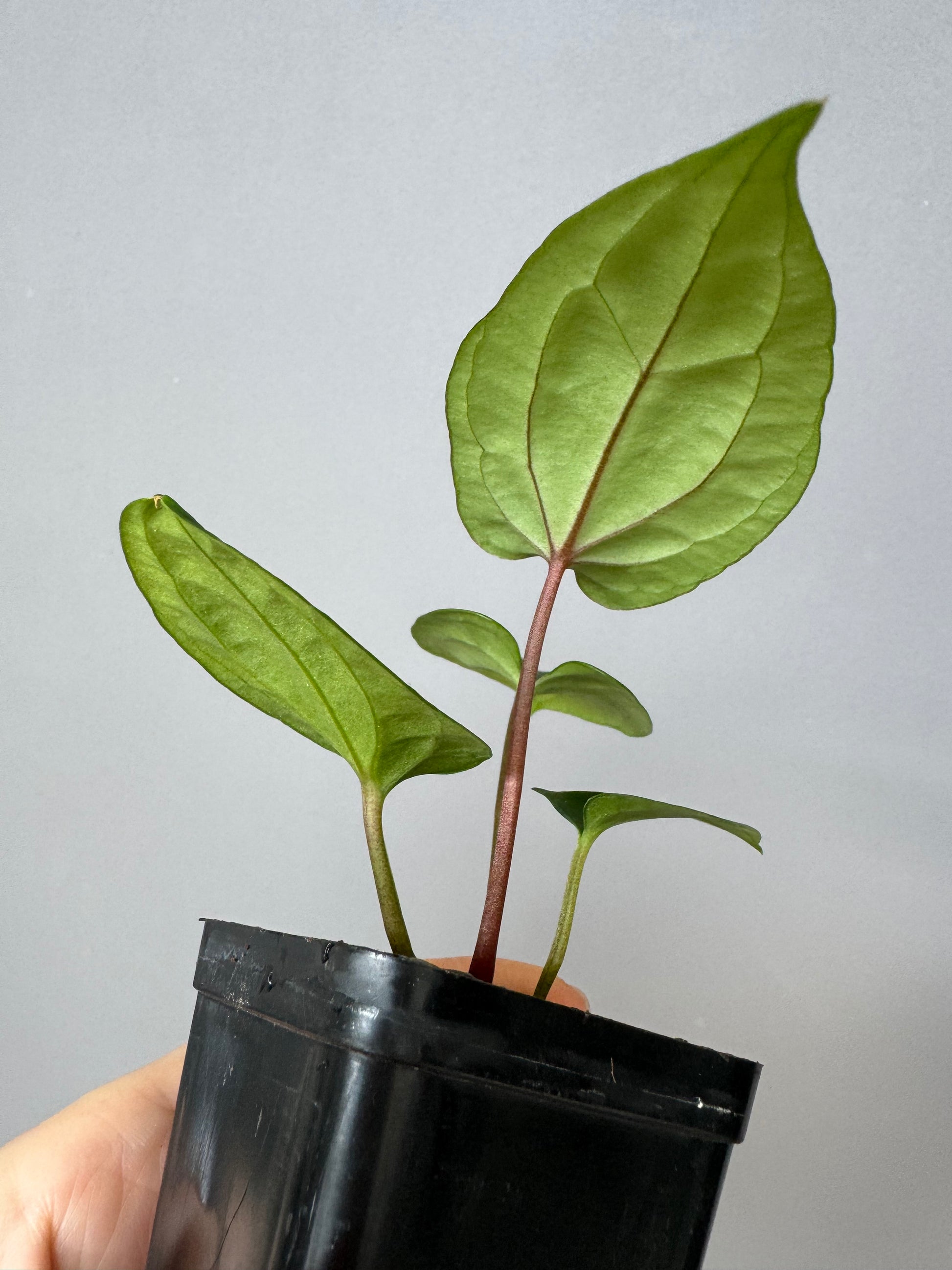 Anthurium ((BVEP x Portillae Dorito) x (Dark Phoenix x Goliath)) x (Fort Sherman x RVDP)