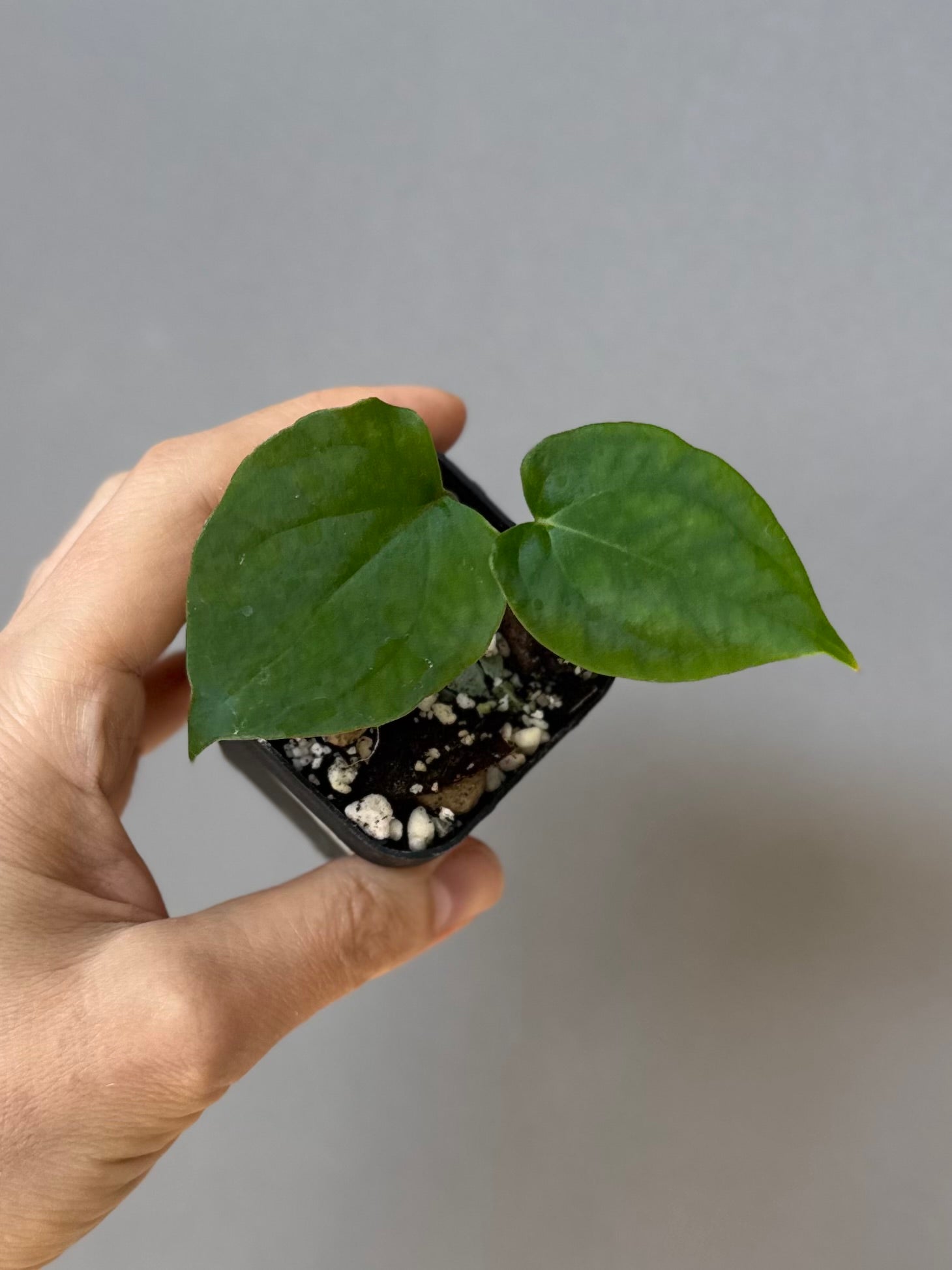 Anthurium (RG dressleri x carlablackiae ‘Amanda’) x RVDP (#2)