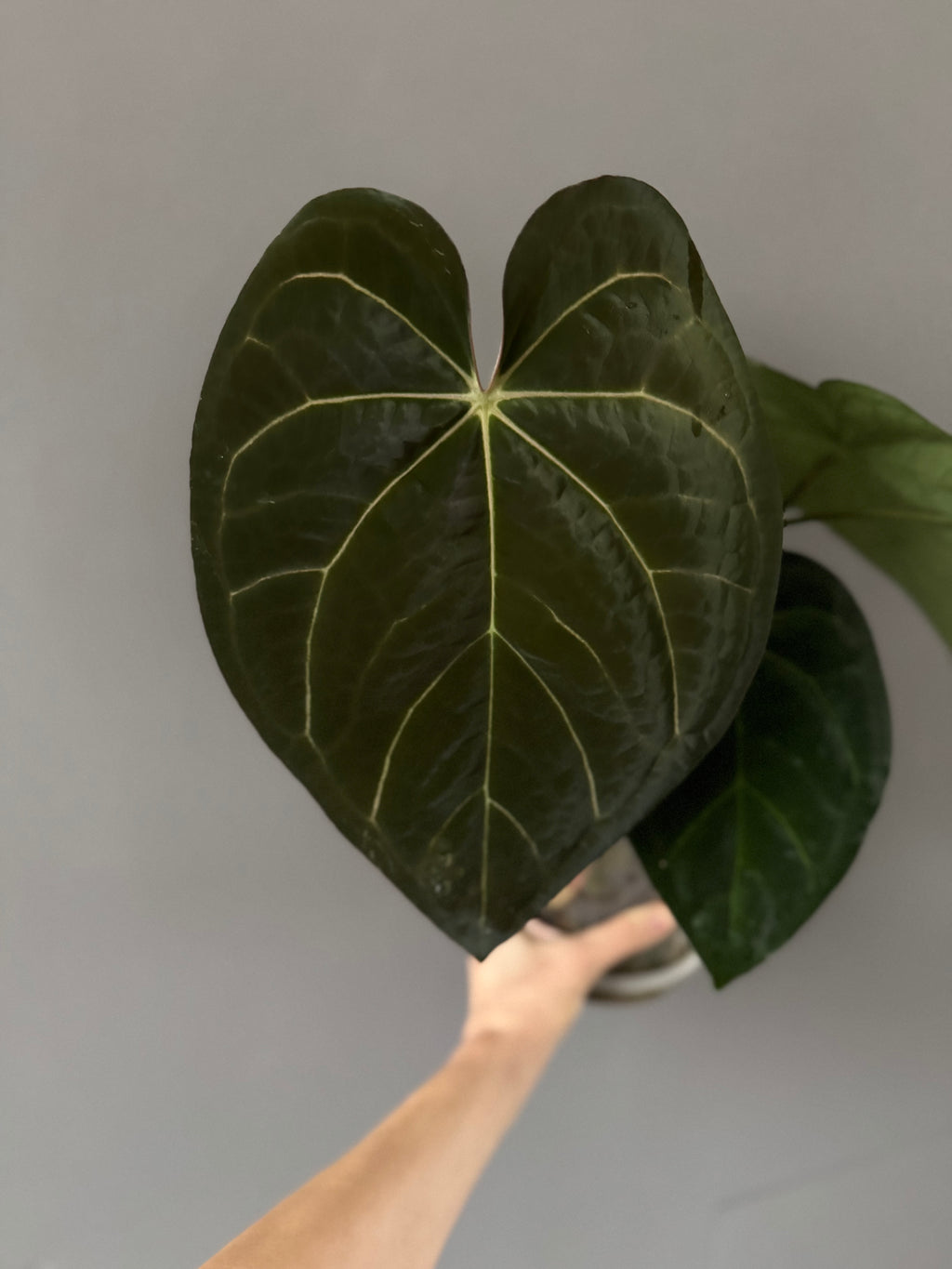 *NEW* Forgetii Hybrid x  (AOS x Carlablackiae) - gekeimte Samen