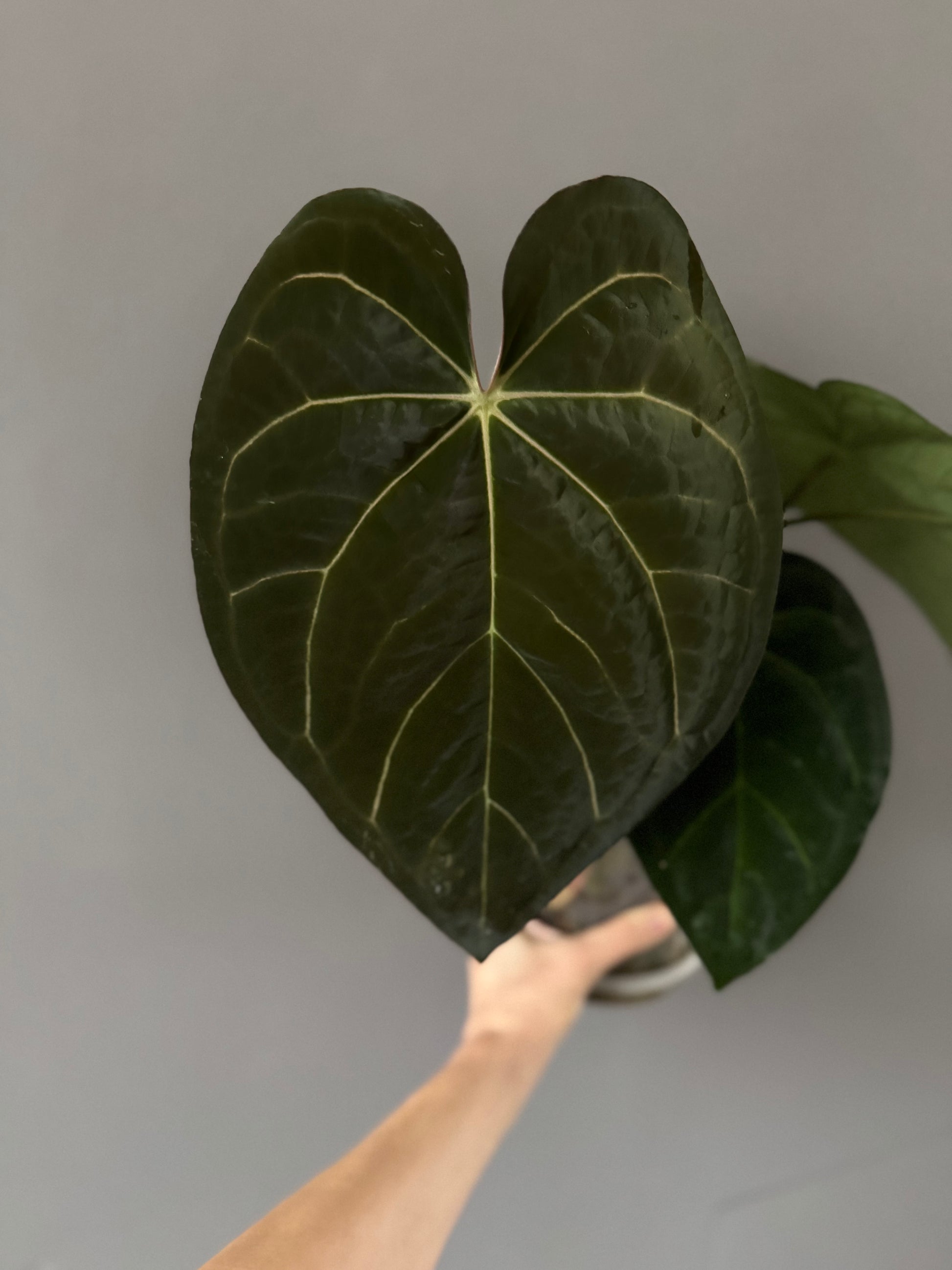 *NEW* Forgetii Hybrid x  (AOS x Carlablackiae) - gekeimte Samen