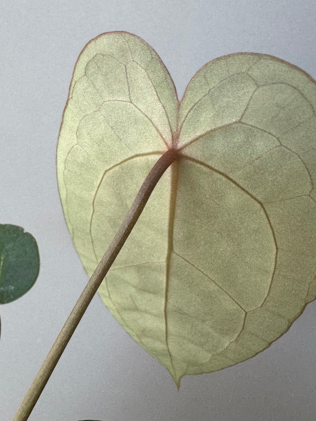 Anthurium (AOS x forgetii) x (NSE Red Crystallinum x Carlablackiae)