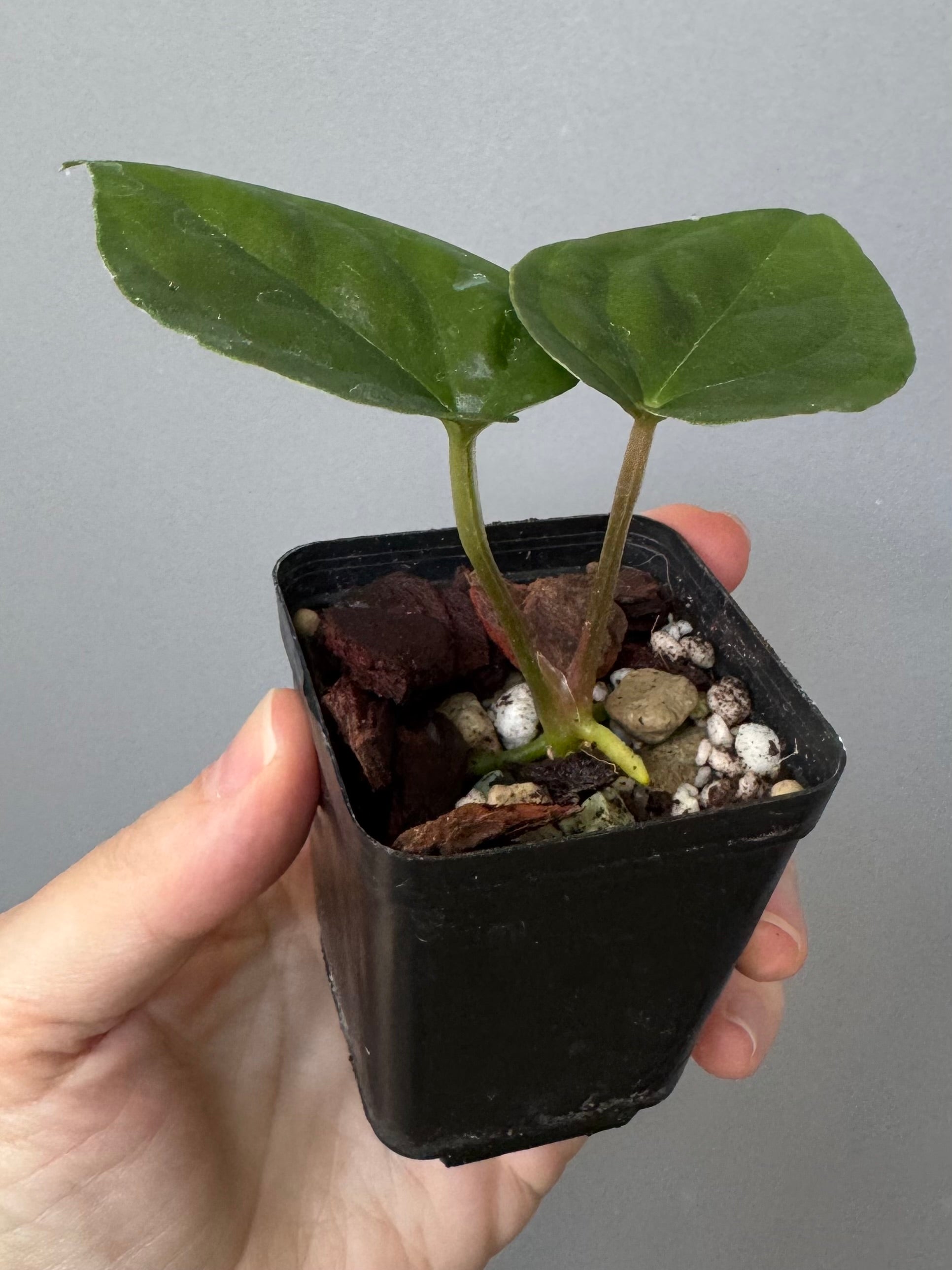 Anthurium (Besseae aff. x warocqueanum) x luxurians