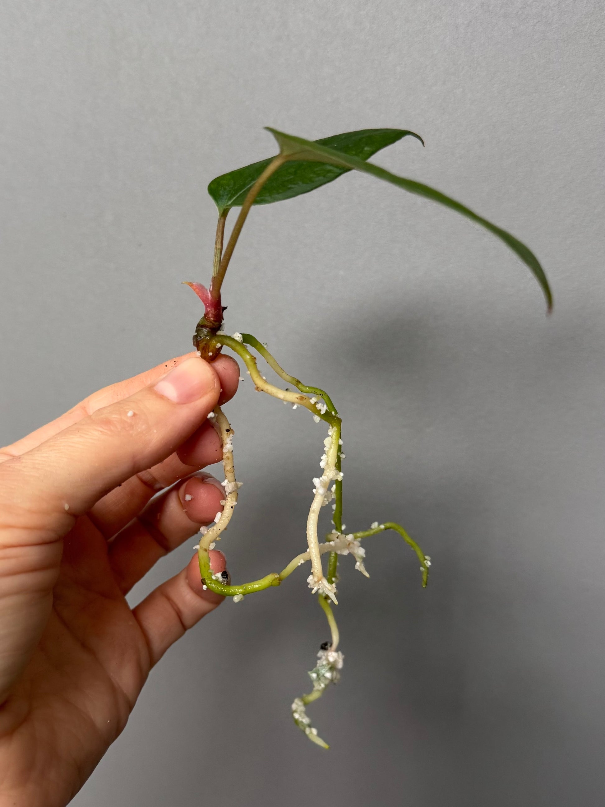 Anthurium portillae ‚Dorito‘ Klon Ableger