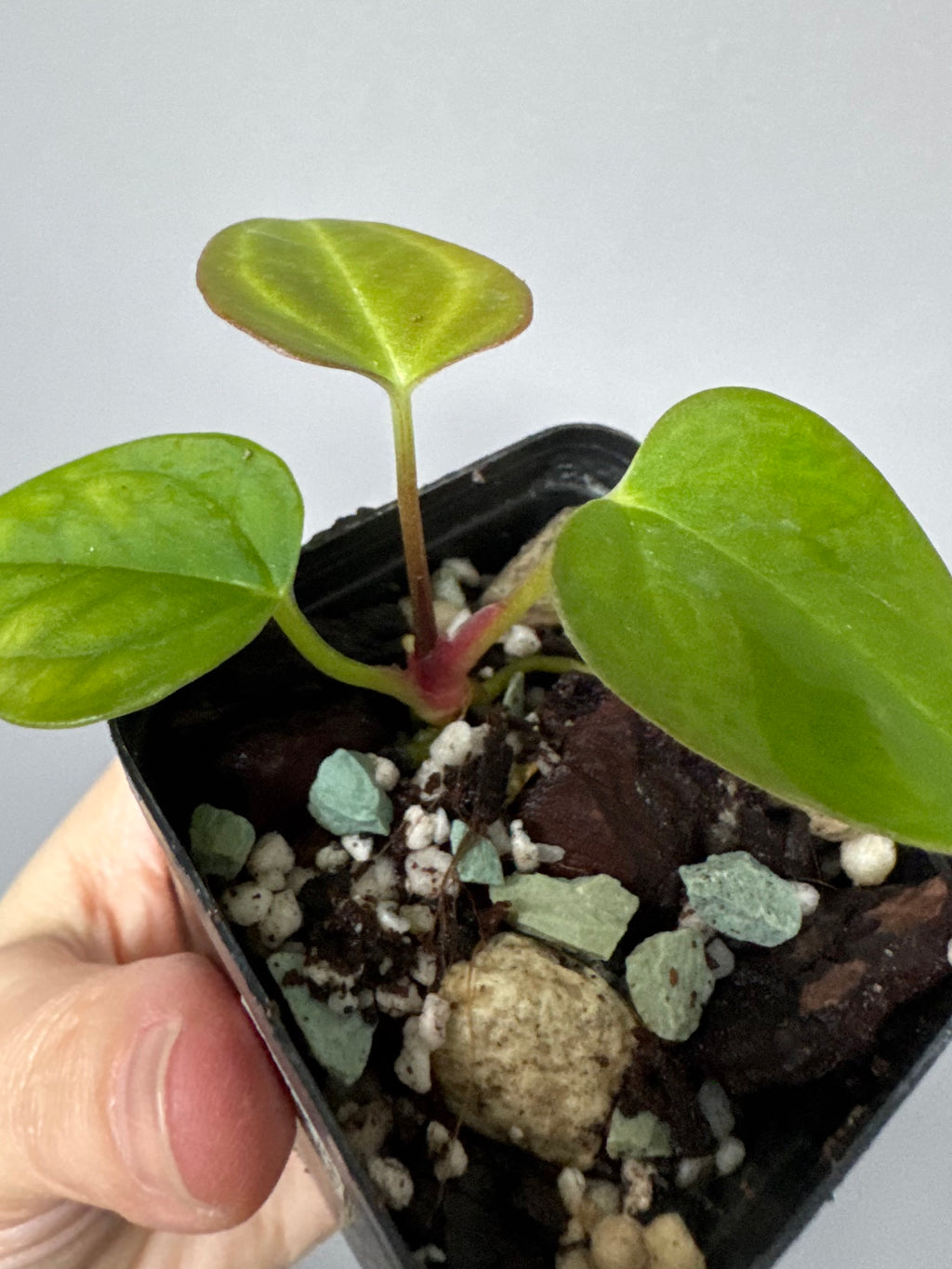 Anthurium Papillilaminum Hybrid xself